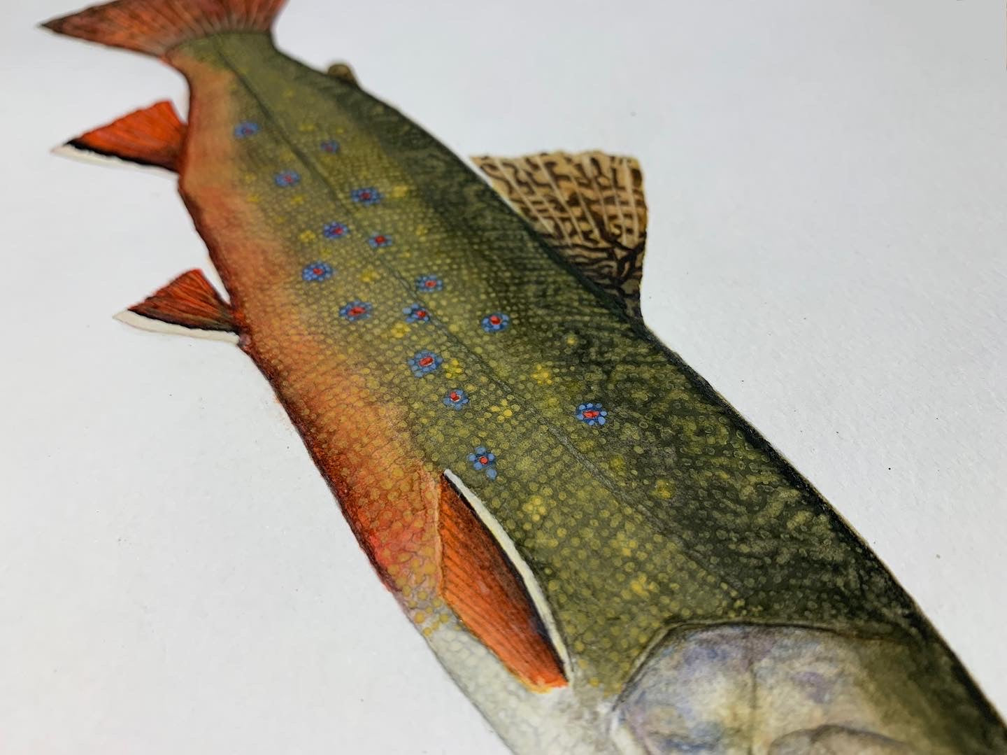 Original Brook Trout