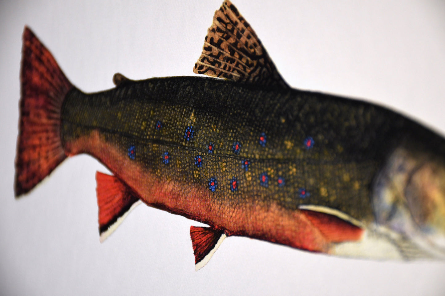Brook Trout Print
