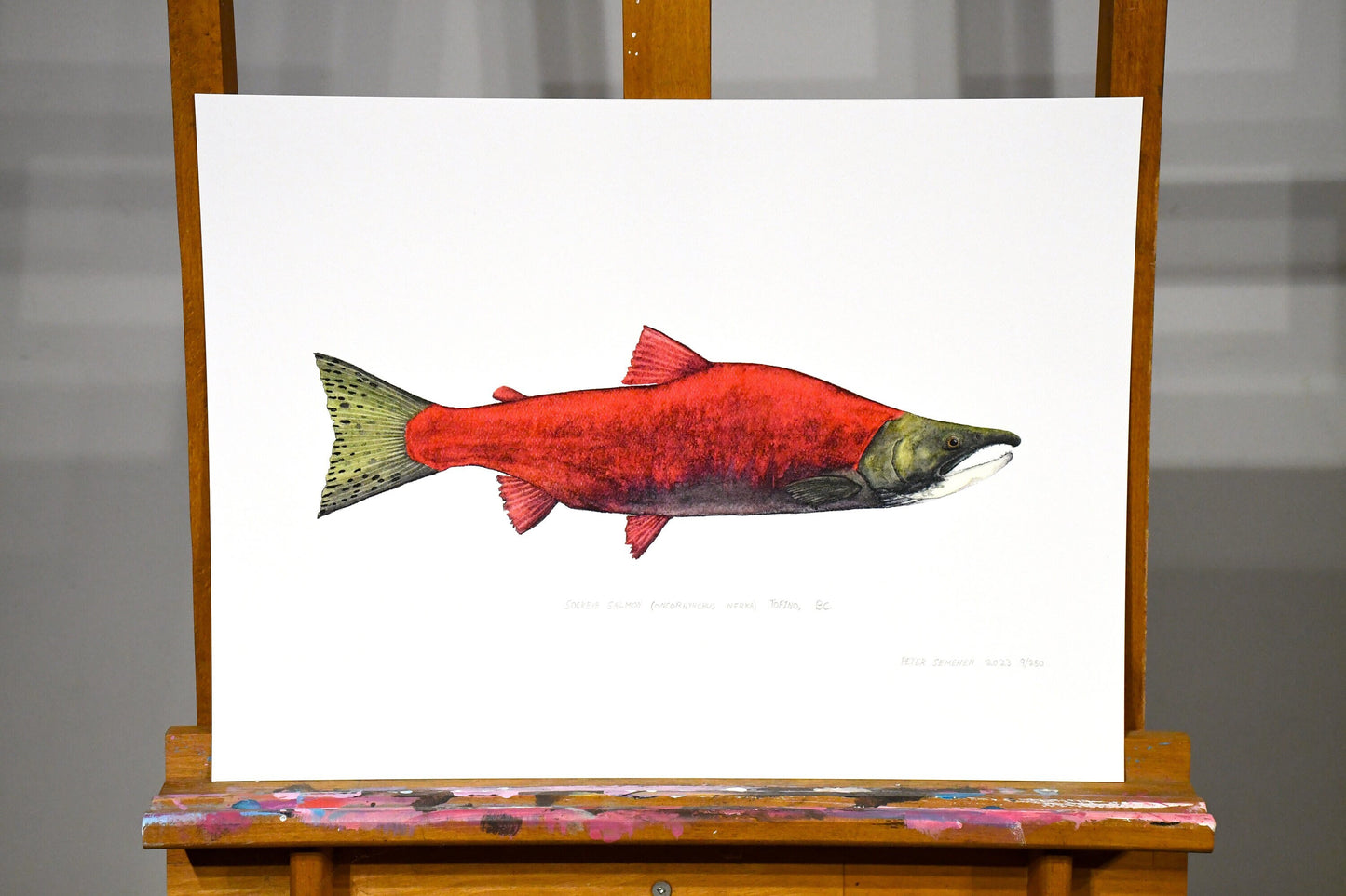 Sockeye Salmon Print