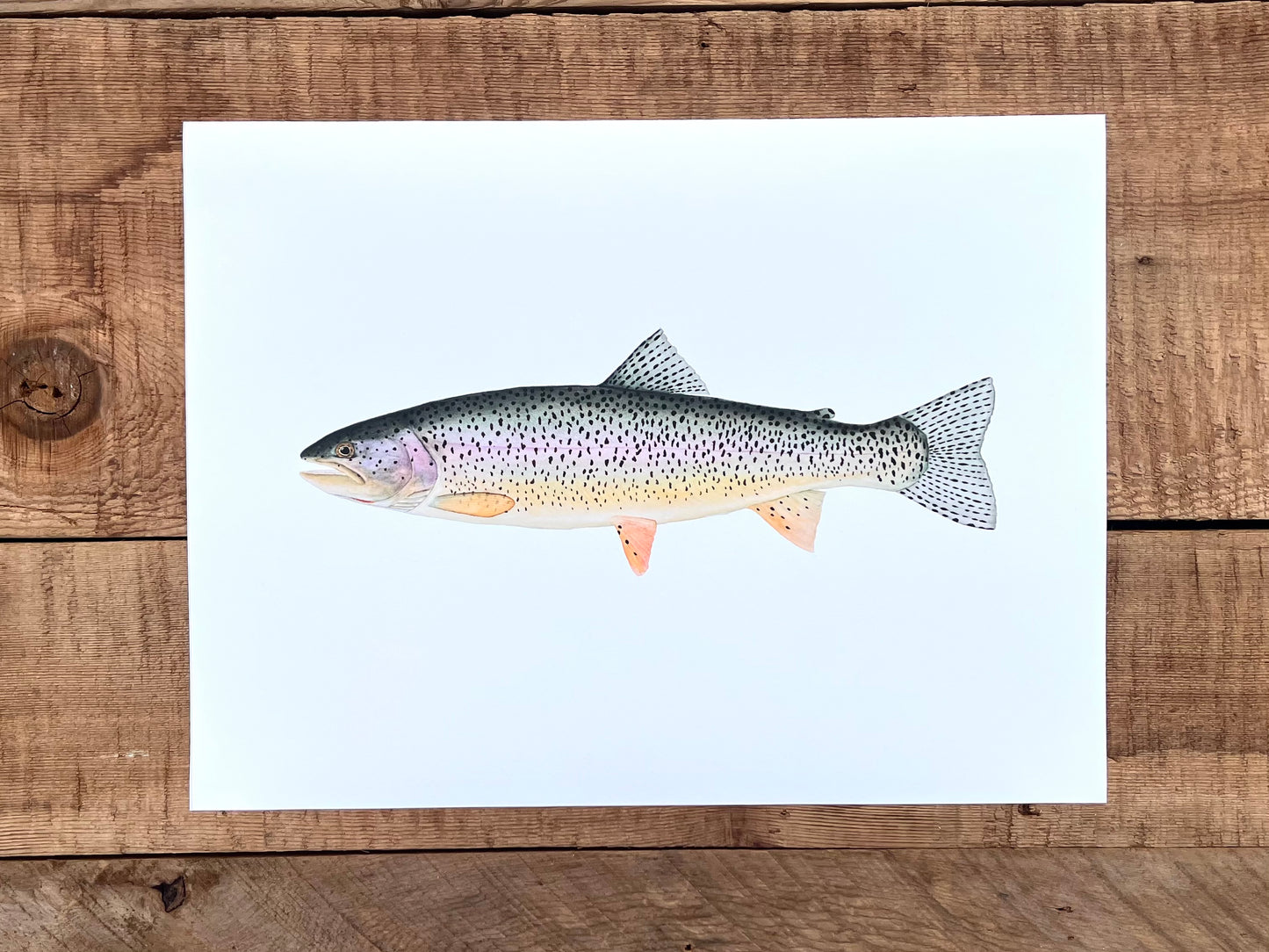 Coastal Cutthroat Trout Print X Coastal Cutthroat Coalition