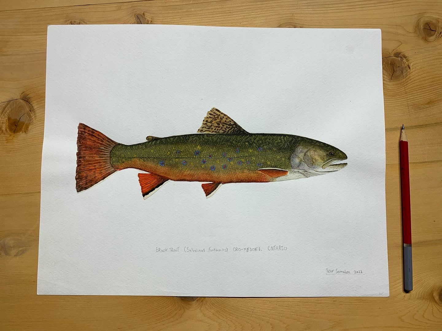 Original Brook Trout