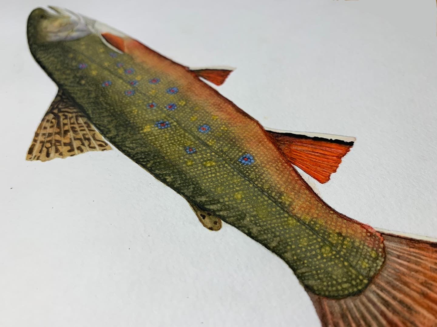 Original Brook Trout