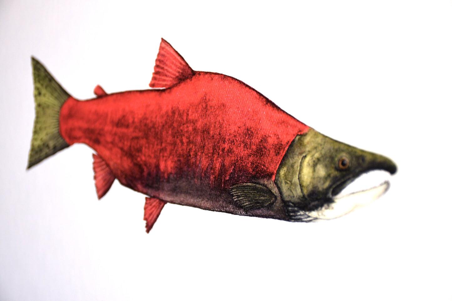 Sockeye Salmon Print