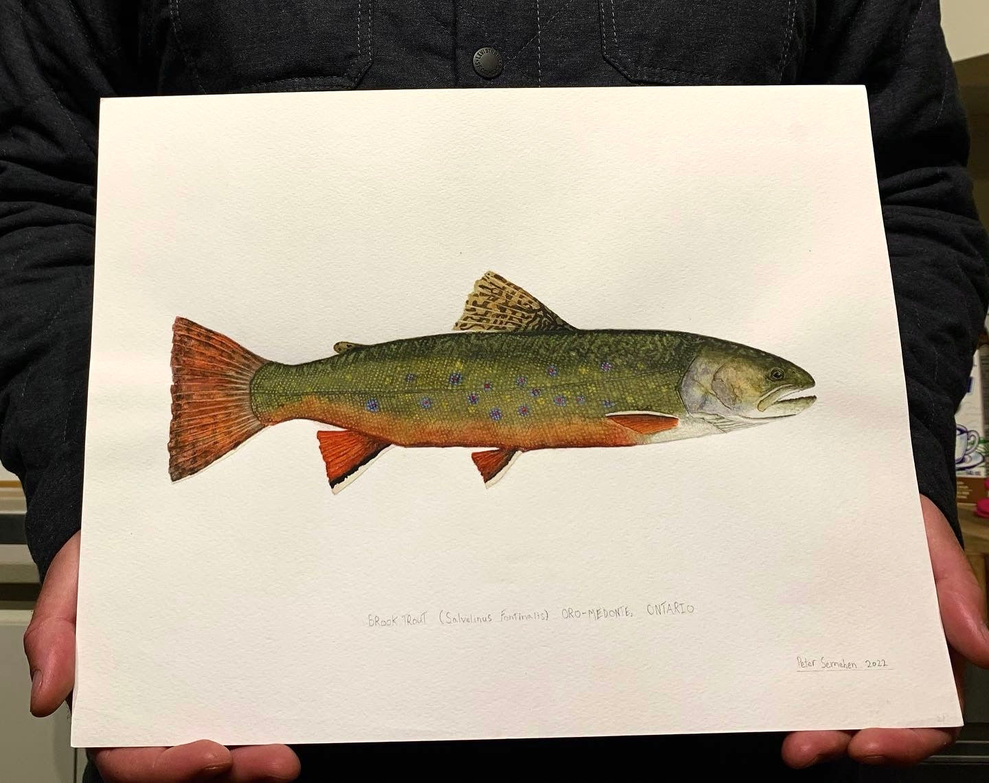 Original Brook Trout