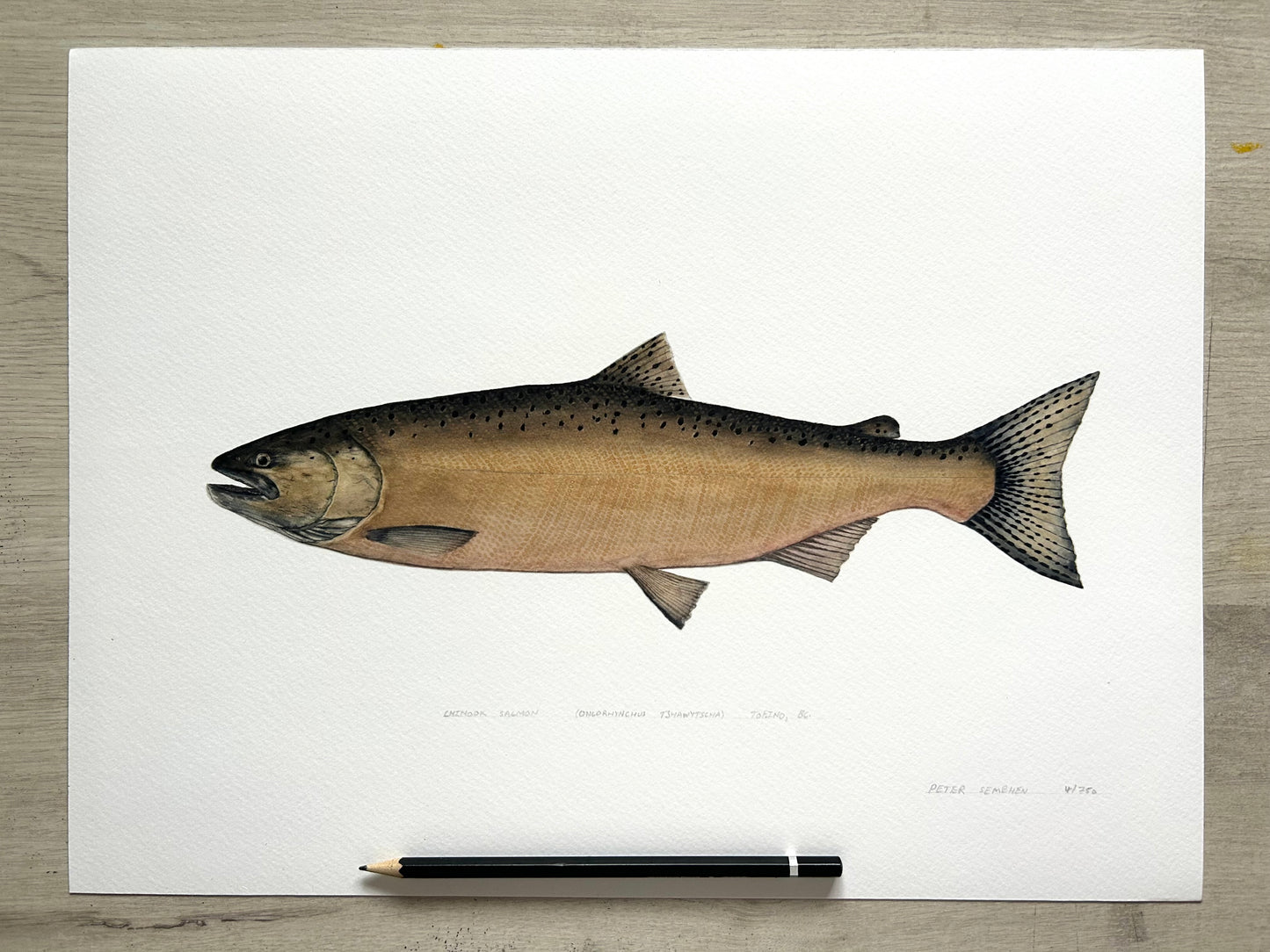 Chinook Salmon