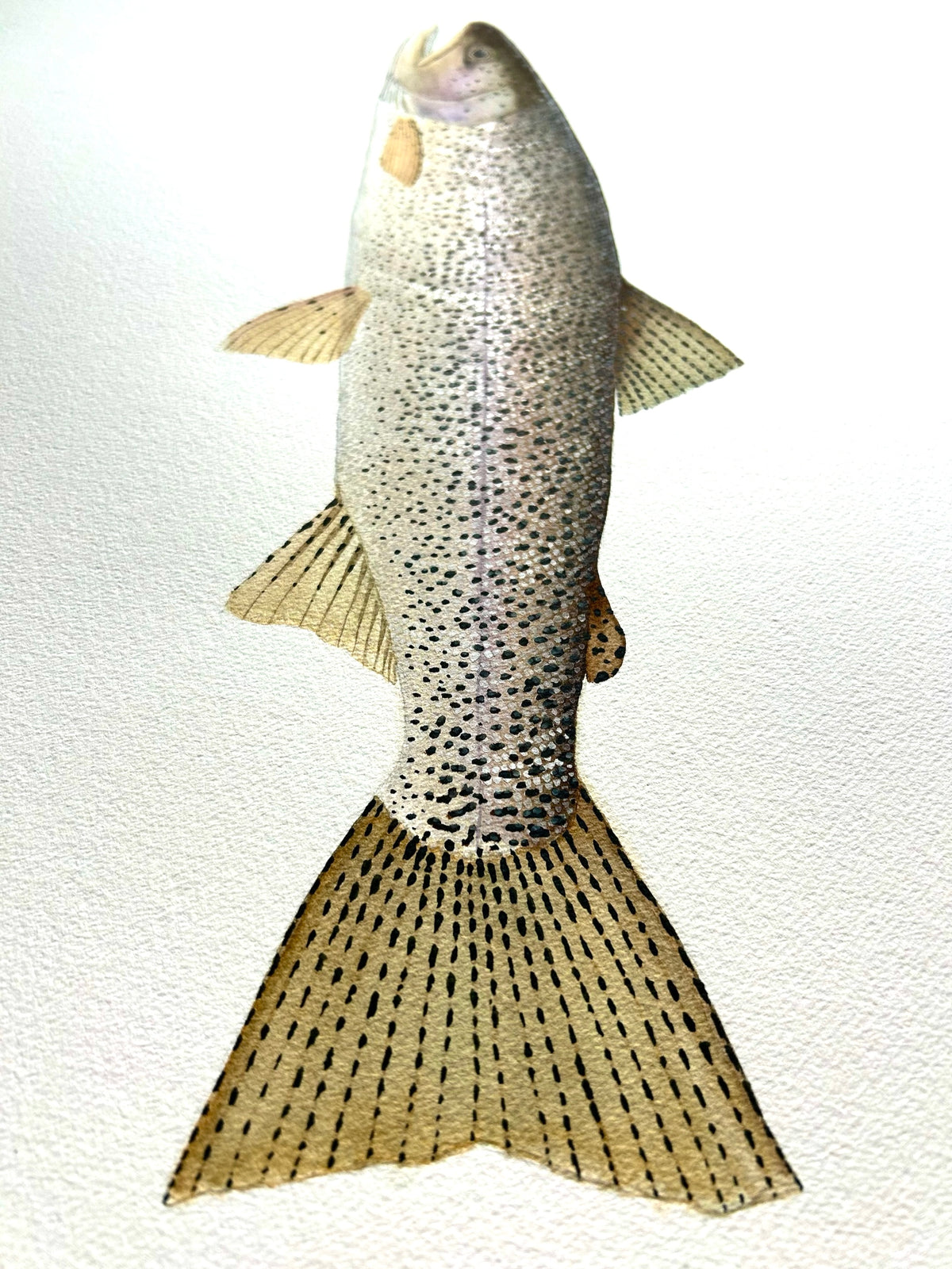 Original Coastal cutthroat trout painting 22”x30” watercolour x gouache