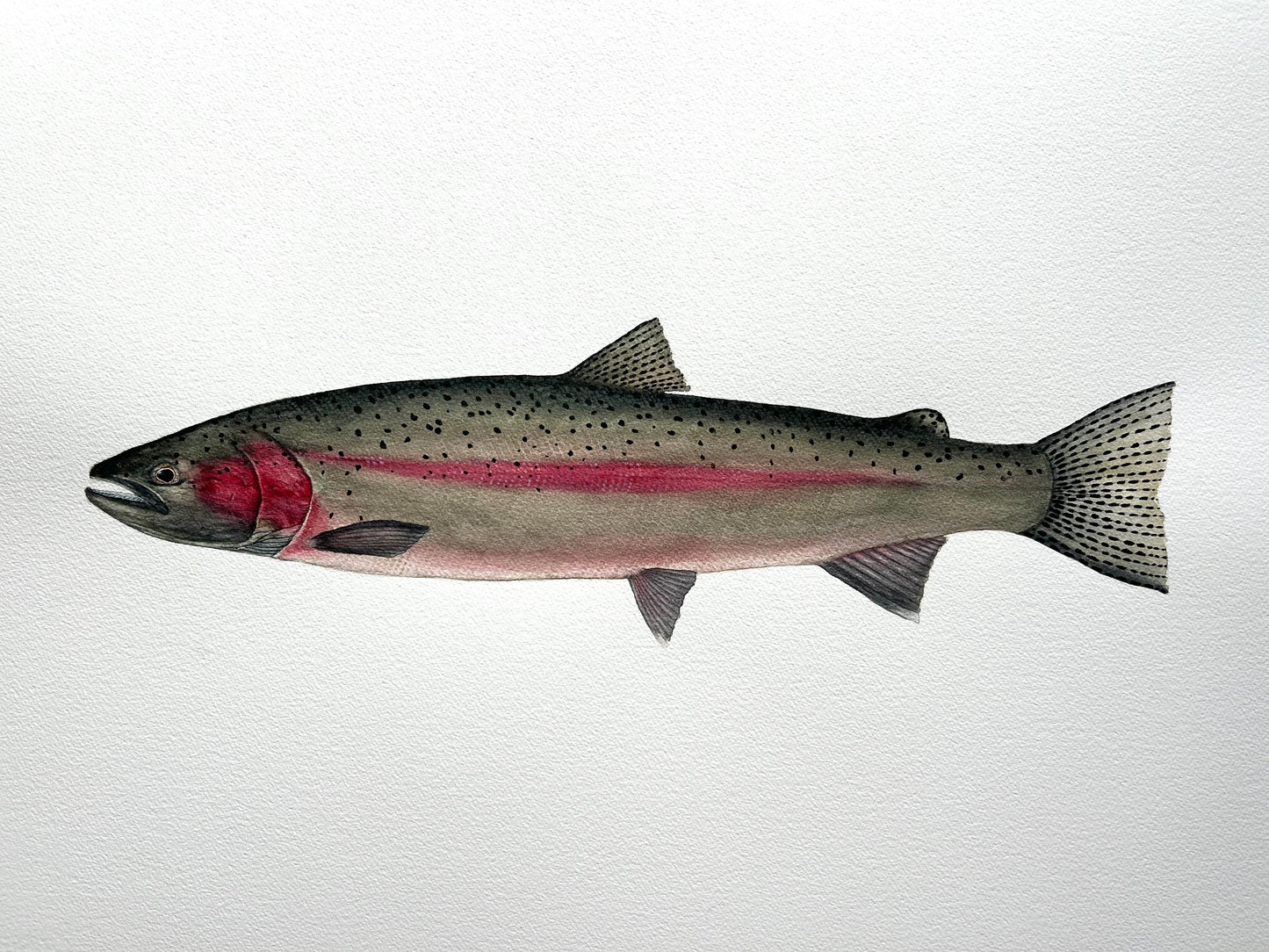 Original Spawning Steelhead painting 22”x30” watercolour x gouache