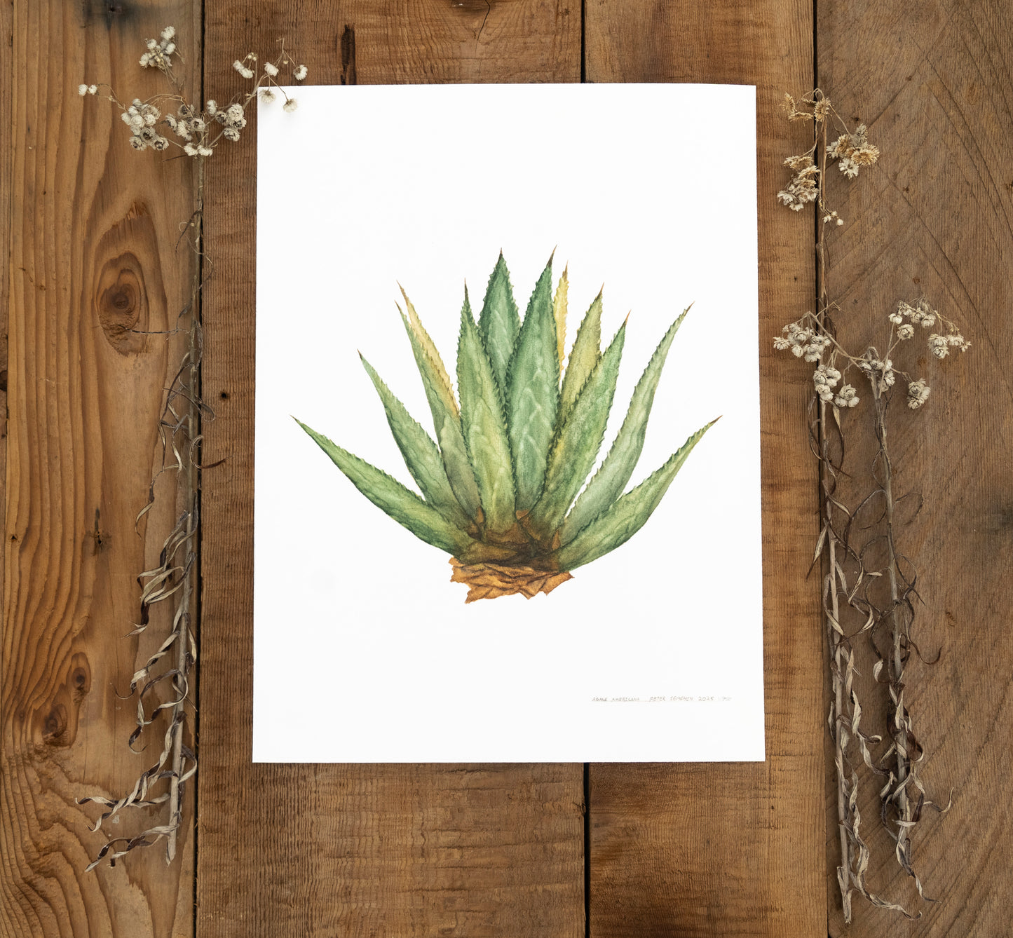 Agave Print