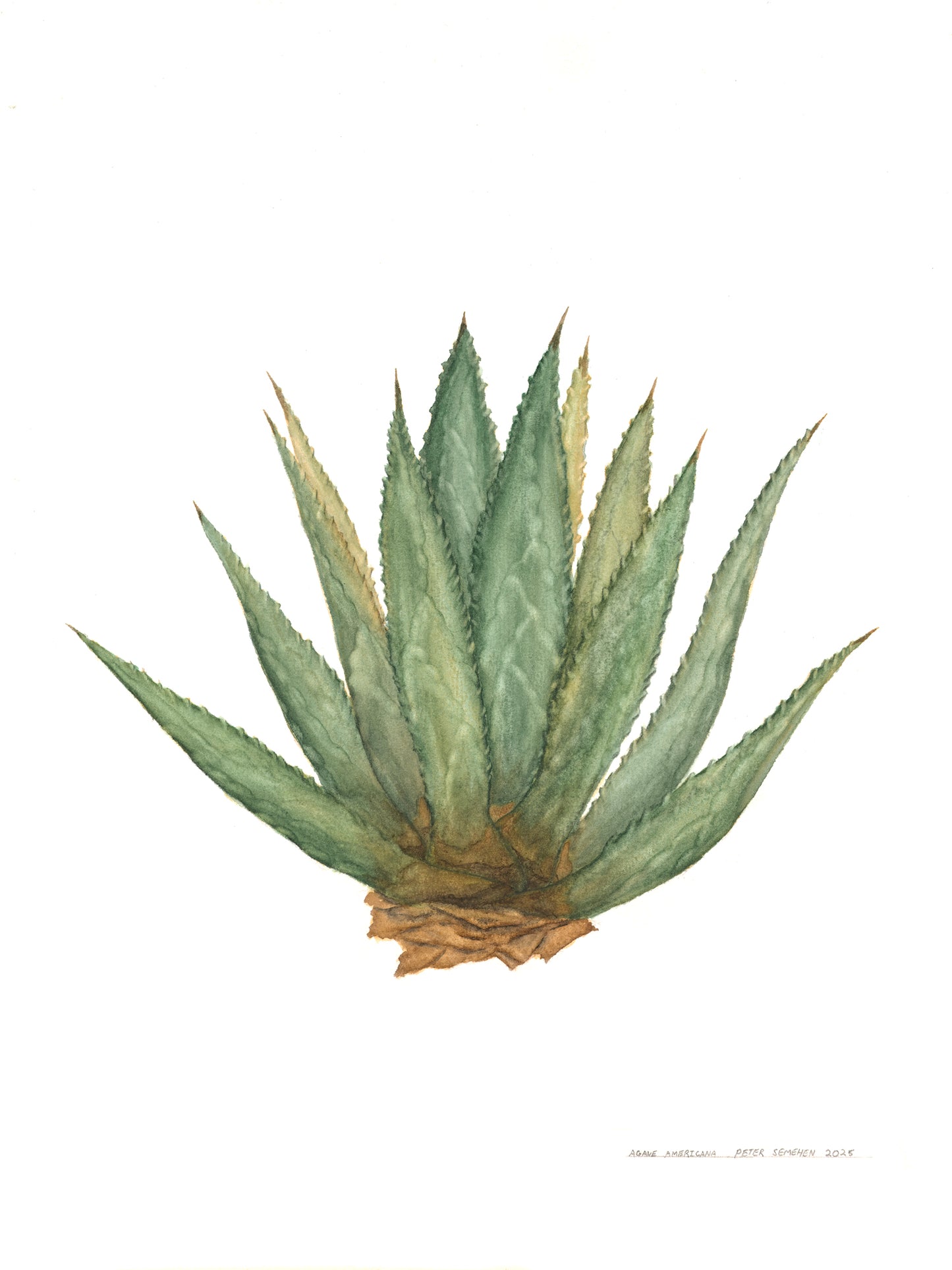 Agave Print