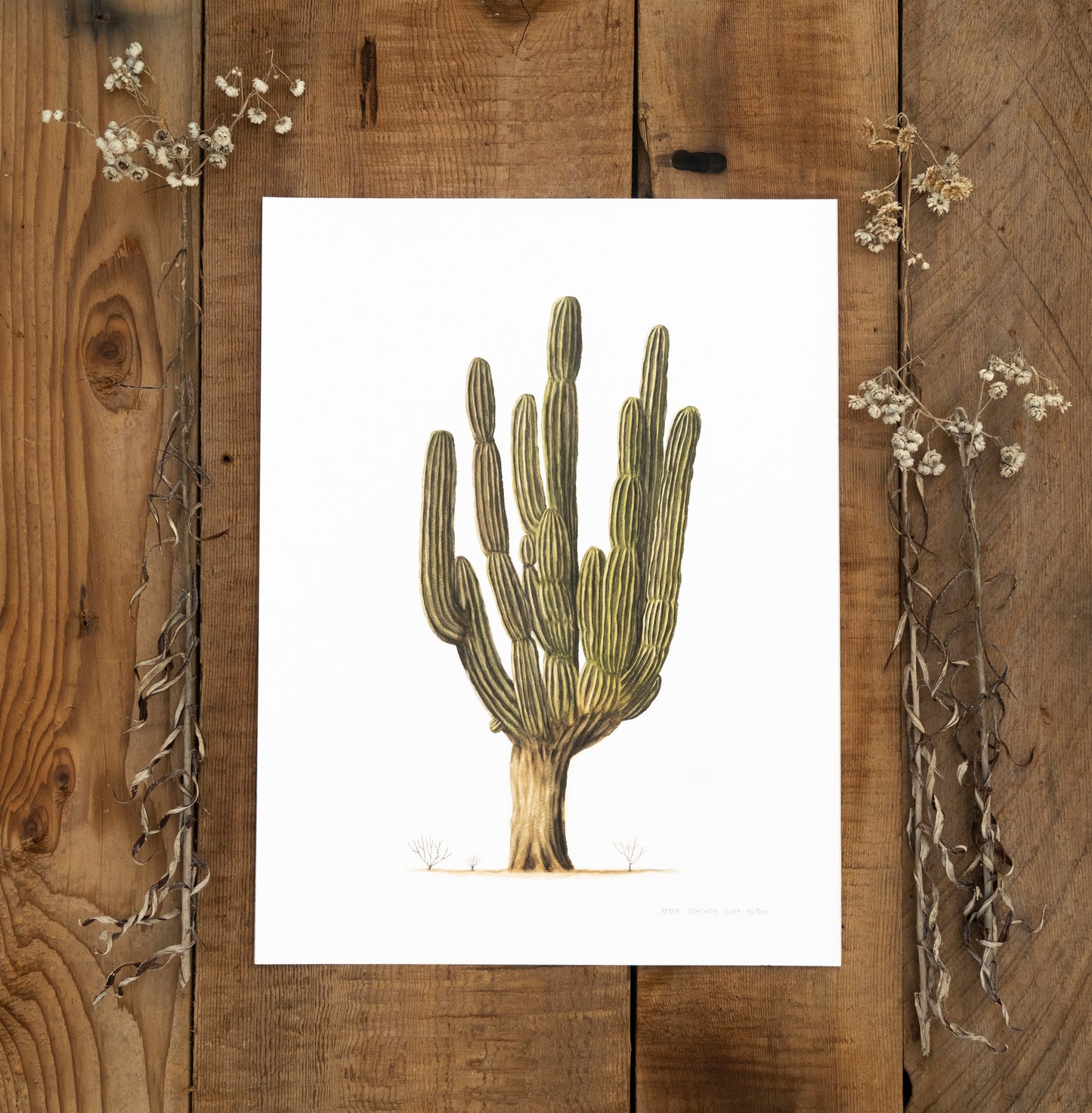 Giant Cardon Cactus Print