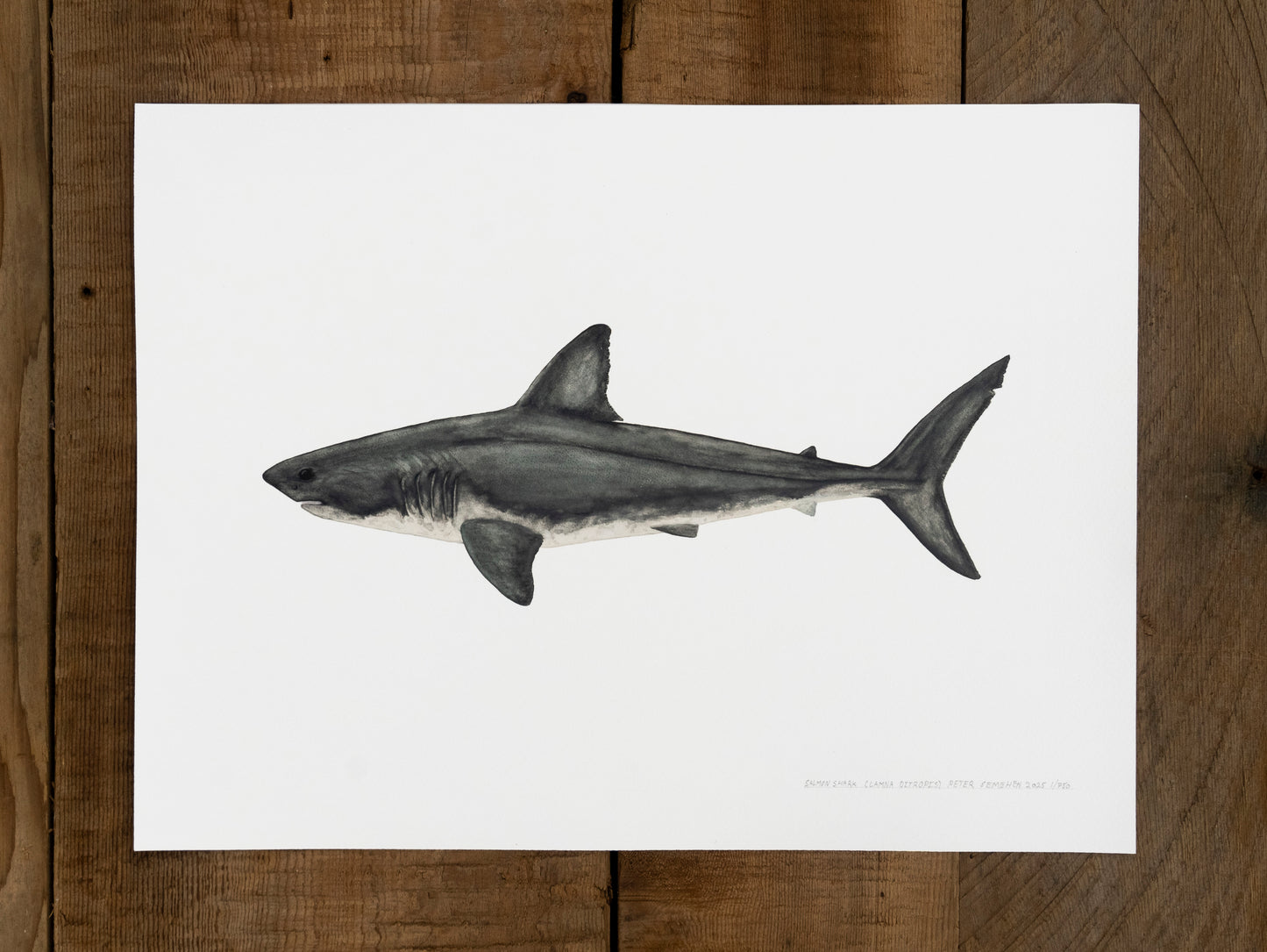 Salmon Shark