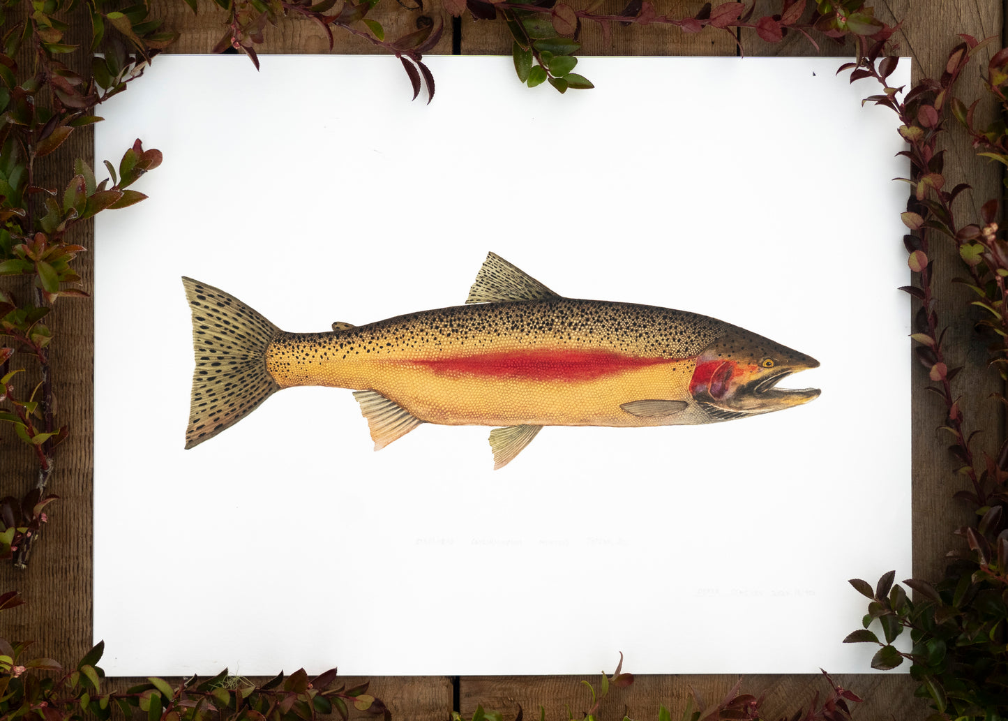Steelhead Trout Print