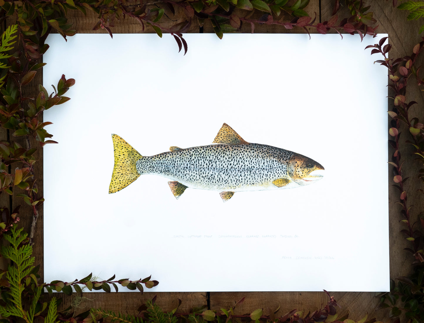 Cutthroat Trout