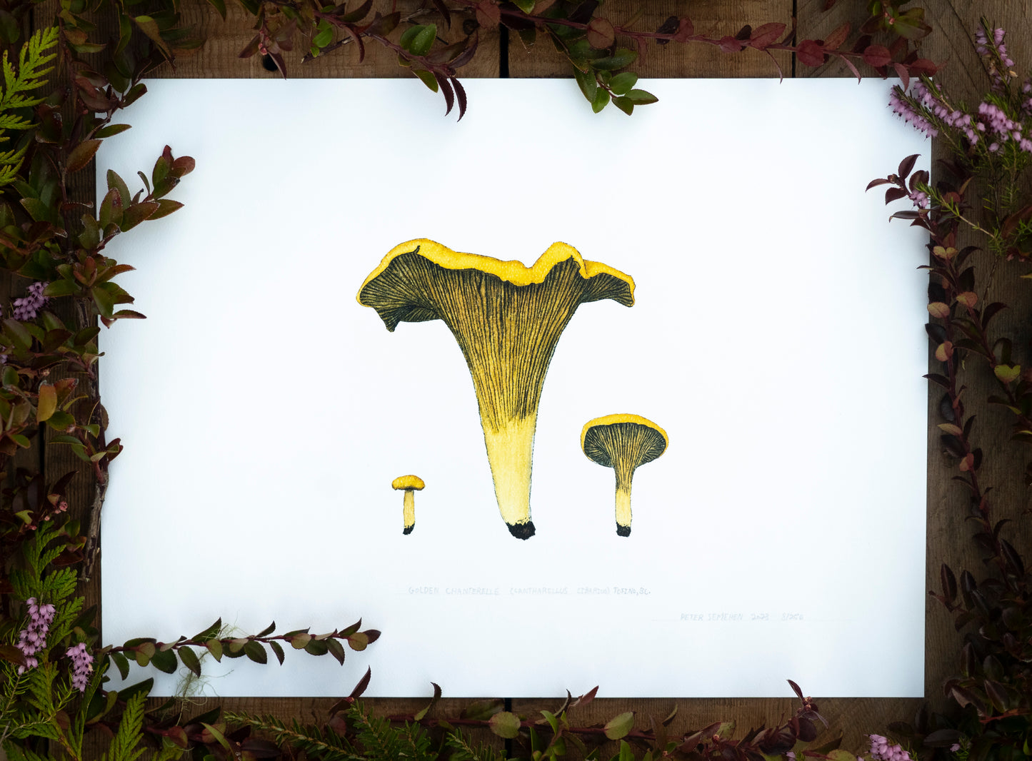 Golden Chanterelle Print