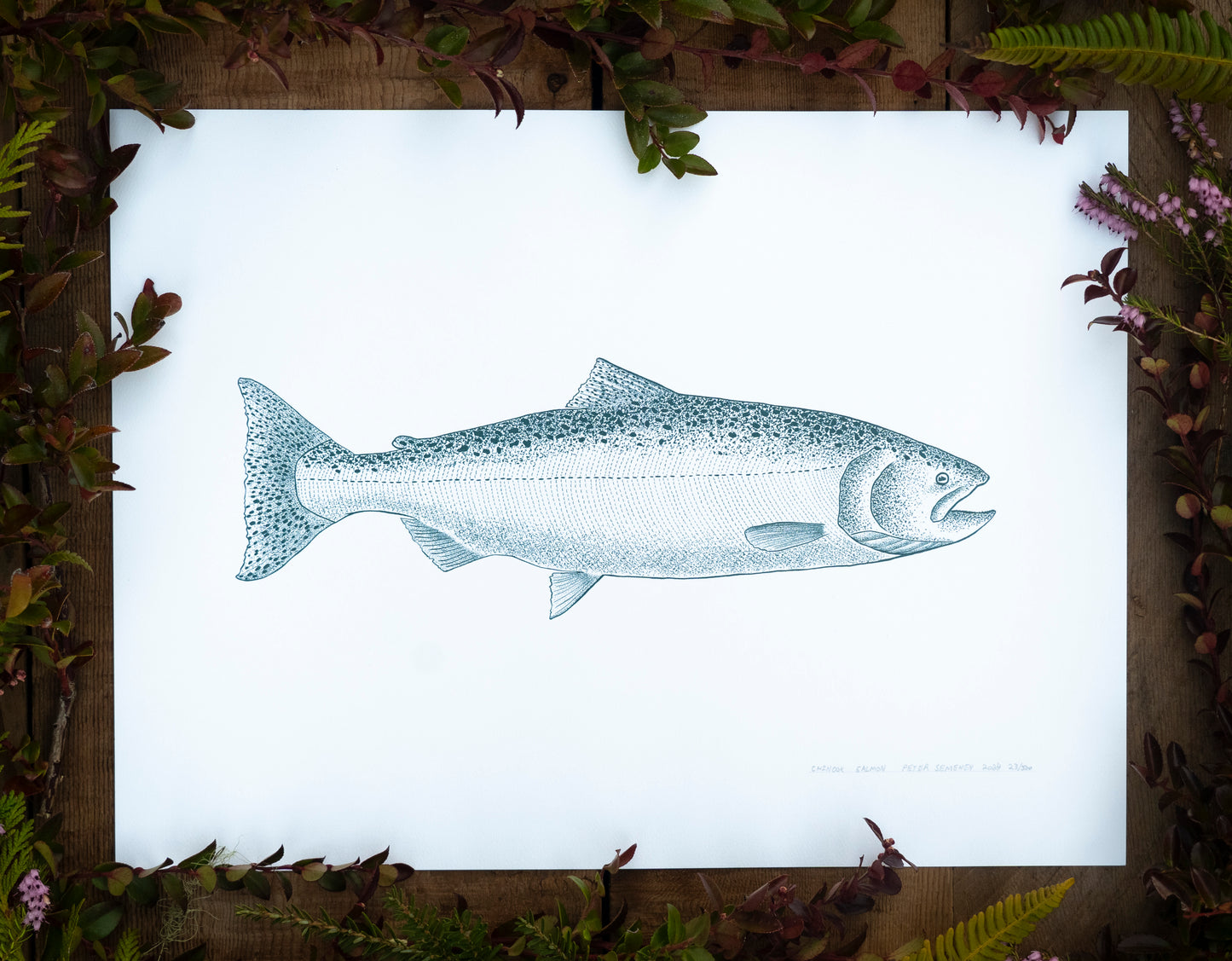 Chinook Salmon Print