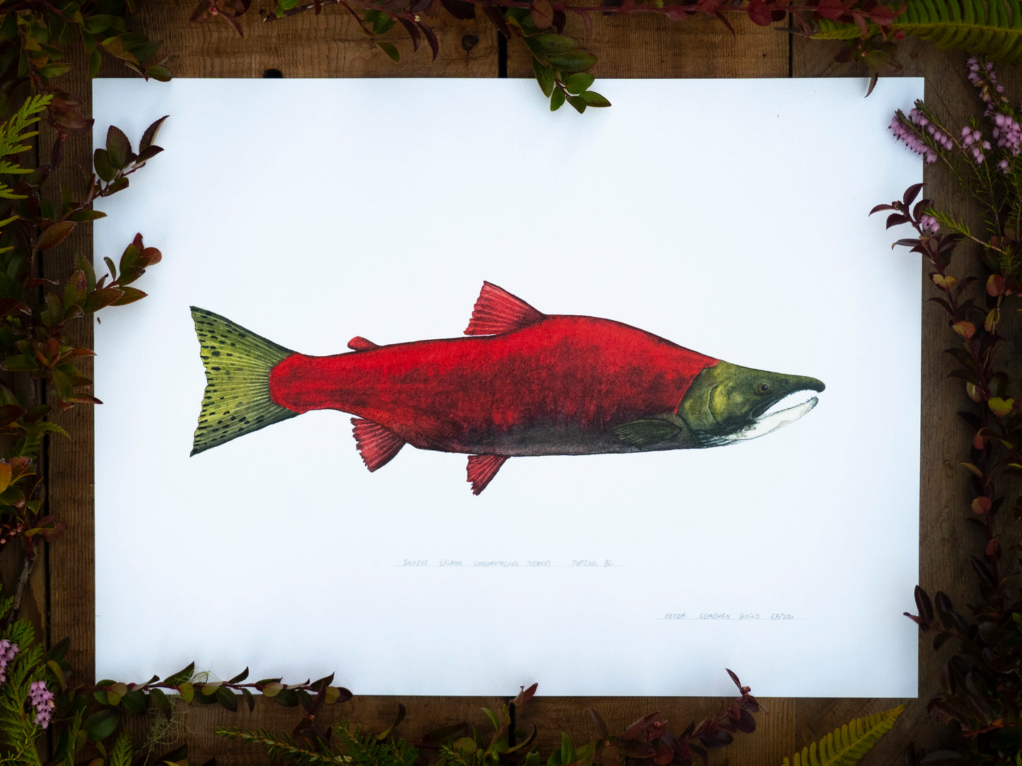 Sockeye Salmon Print