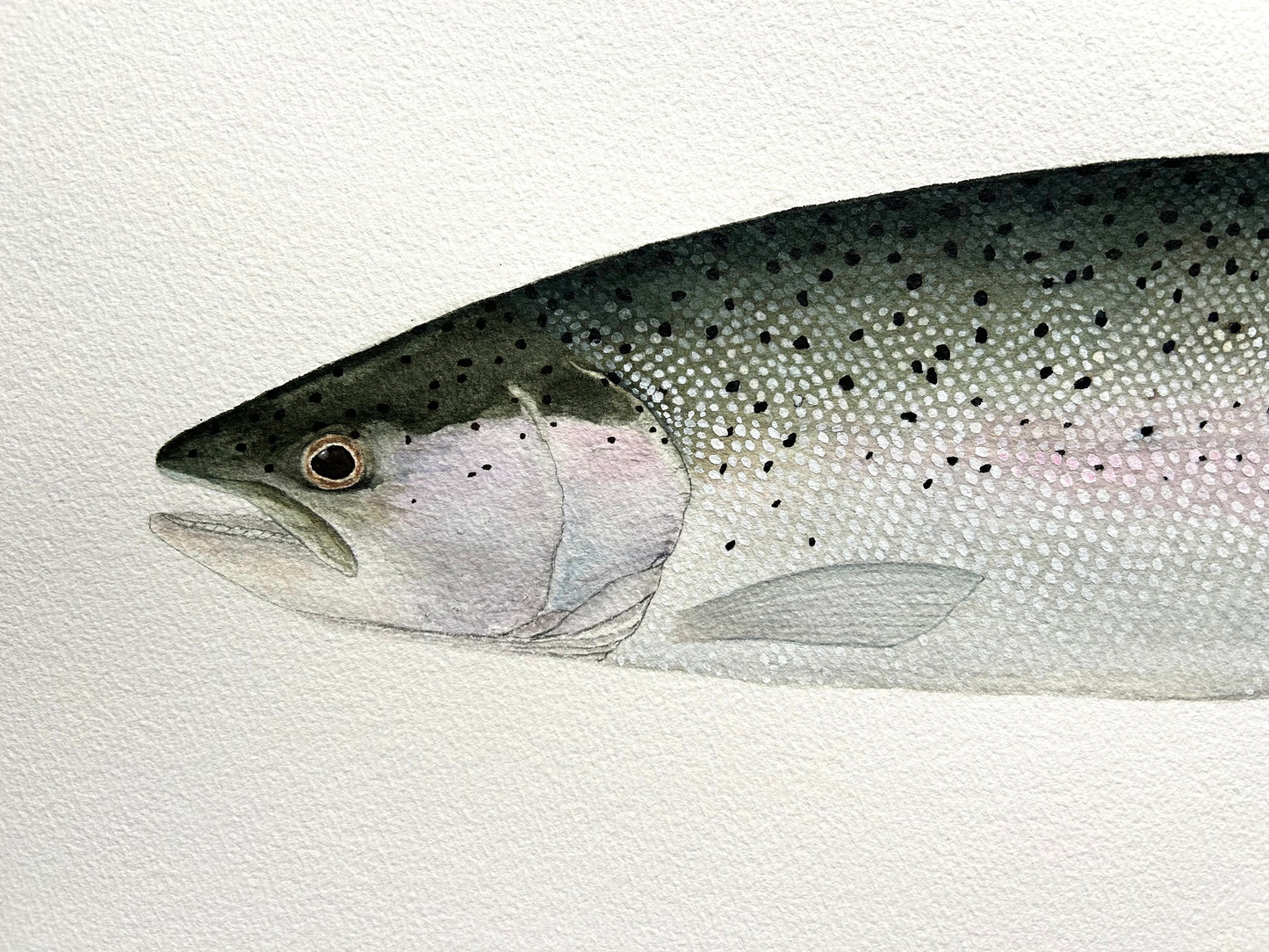 Original chrome Steelhead painting 22”x30” watercolour x gouache