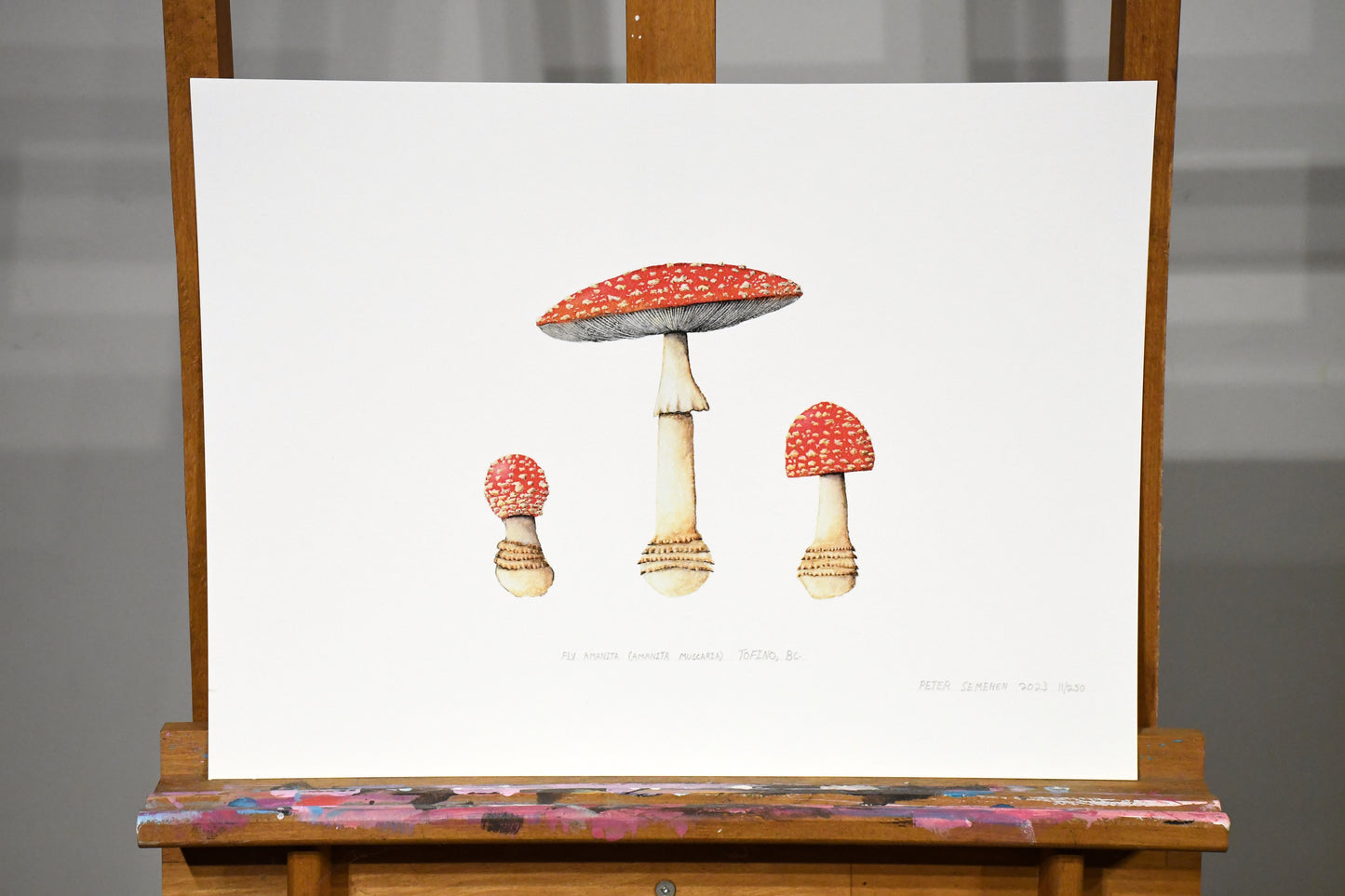 Original Amanita Muscaria