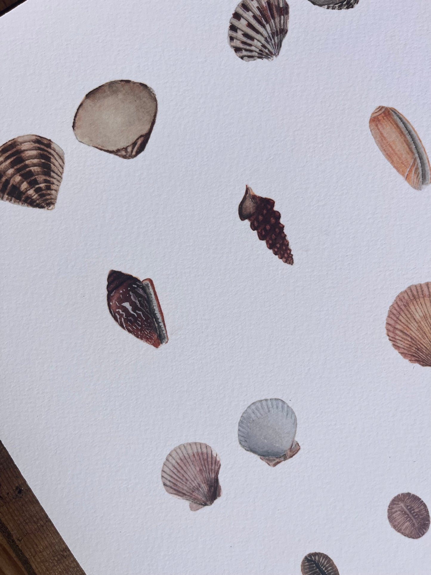 Shell Study Print