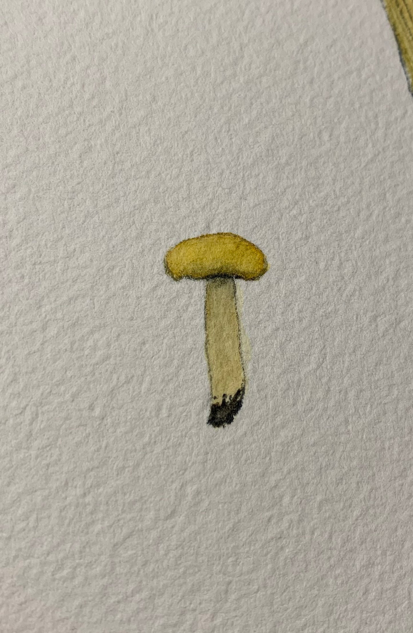 Original Golden Chanterelle