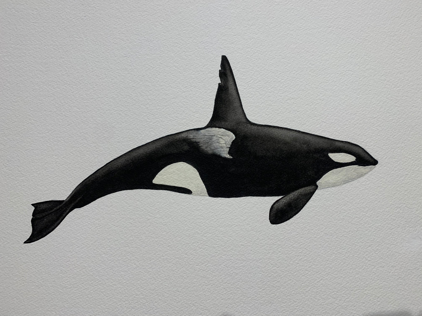 Original Orca Whale T063 "Chainsaw"