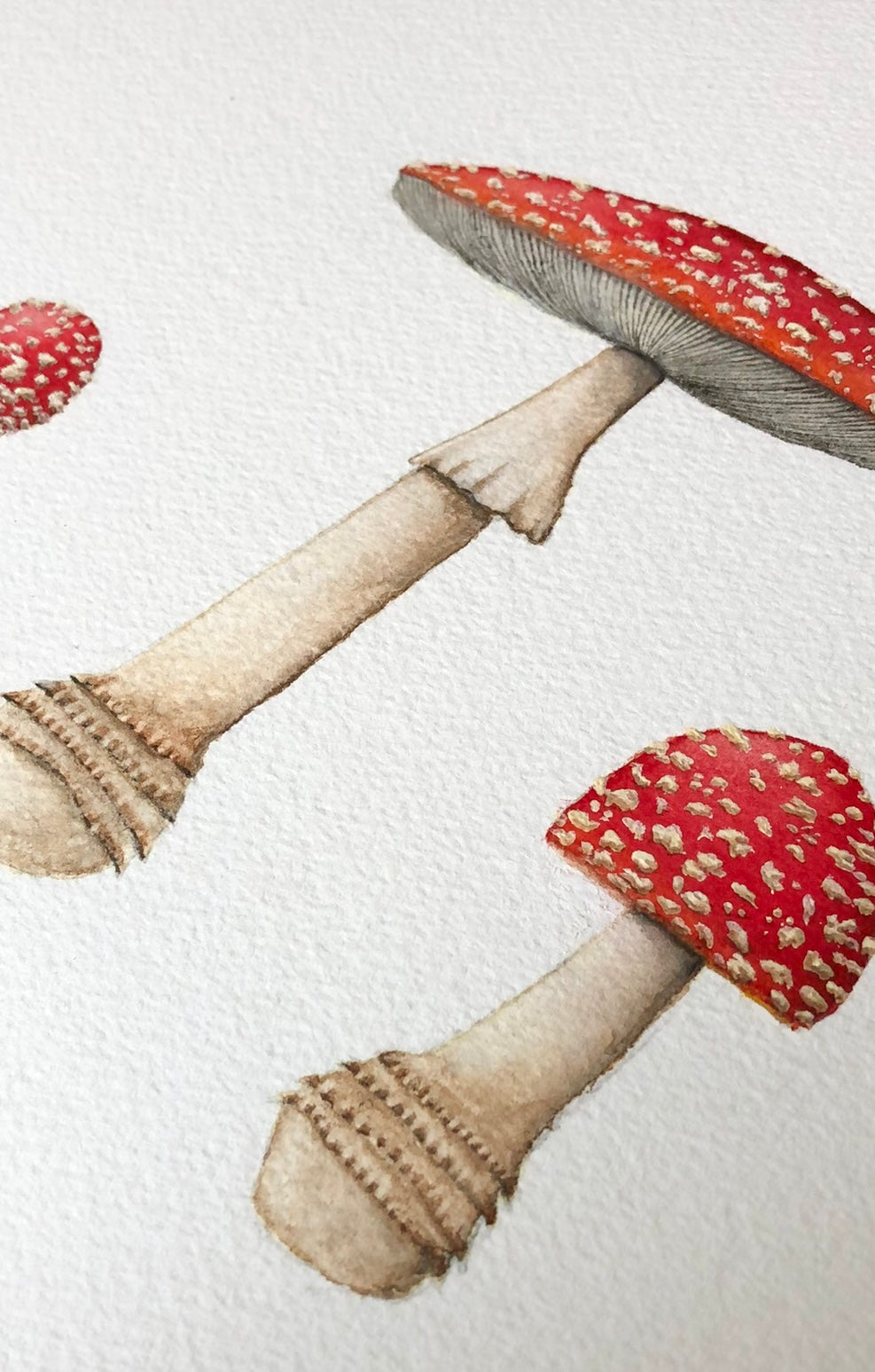 Original Amanita Muscaria