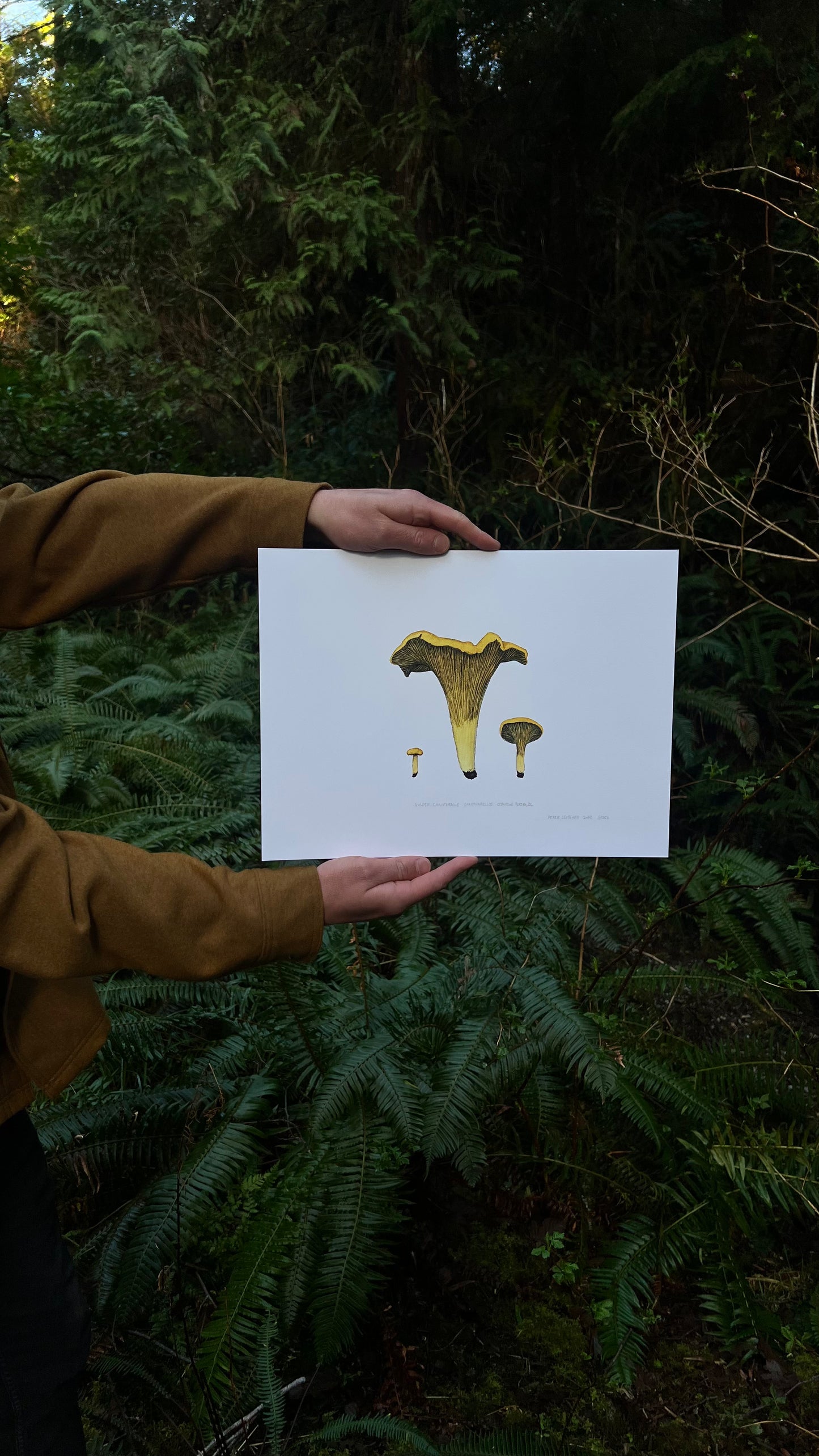Original Golden Chanterelle