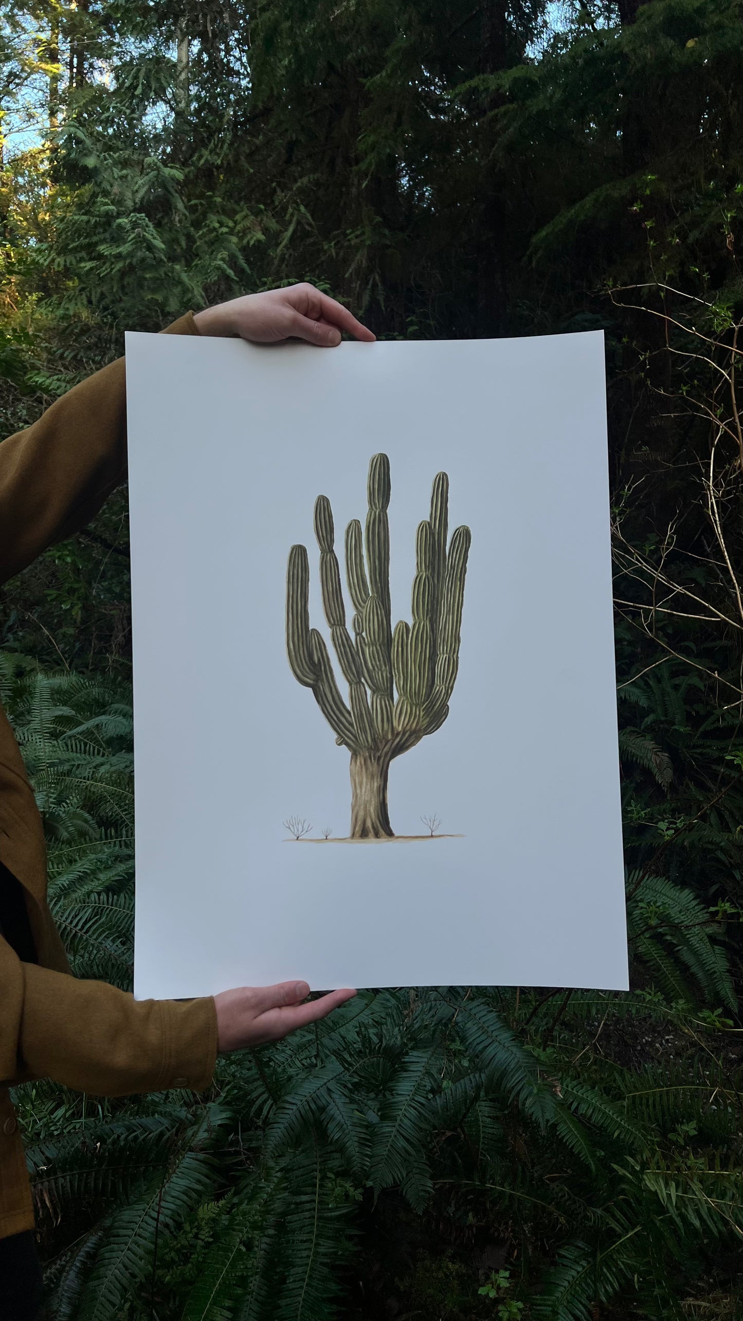 Original Giant Cardon Cactus