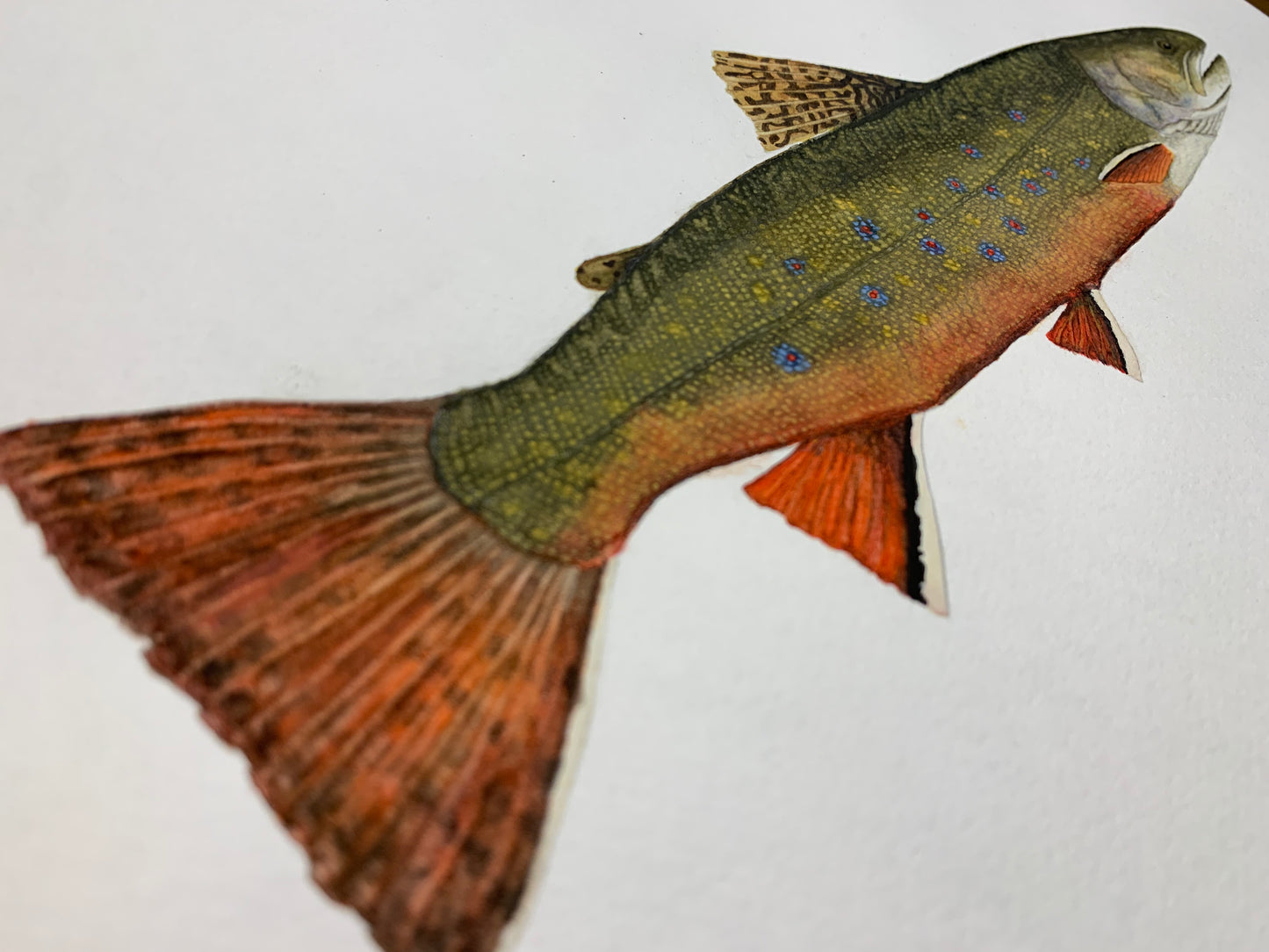 Original Brook Trout