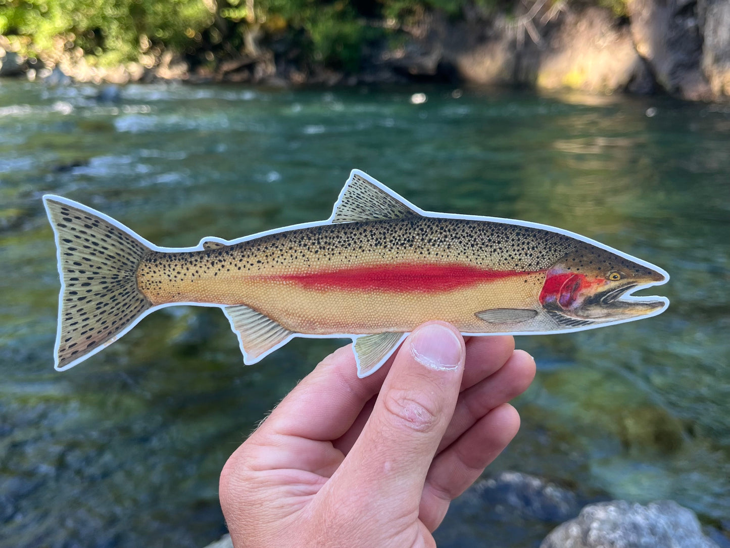 Steelhead sticker