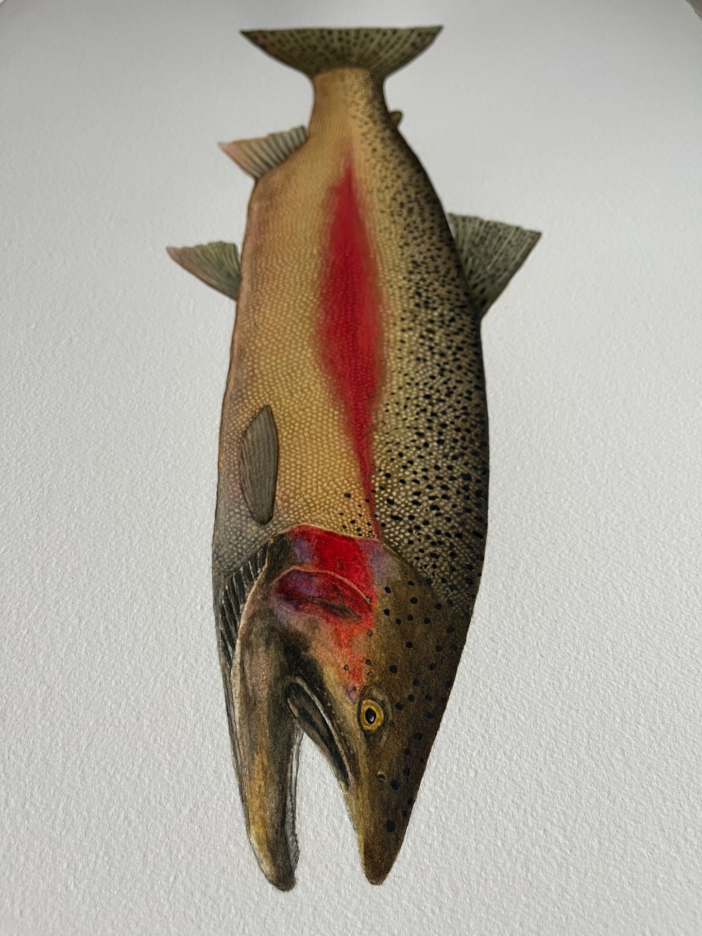Steelhead Trout Print