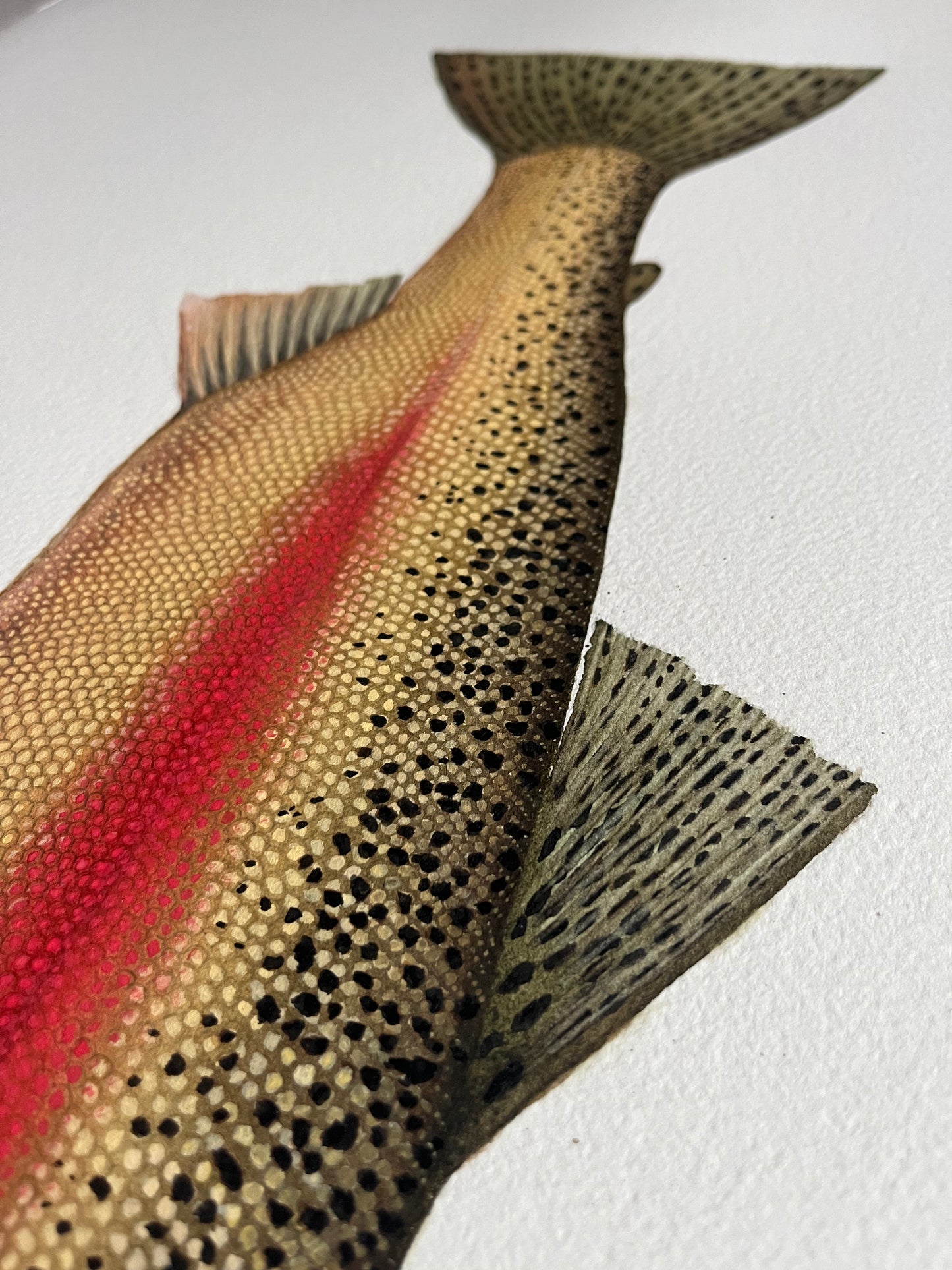 Steelhead Trout Print