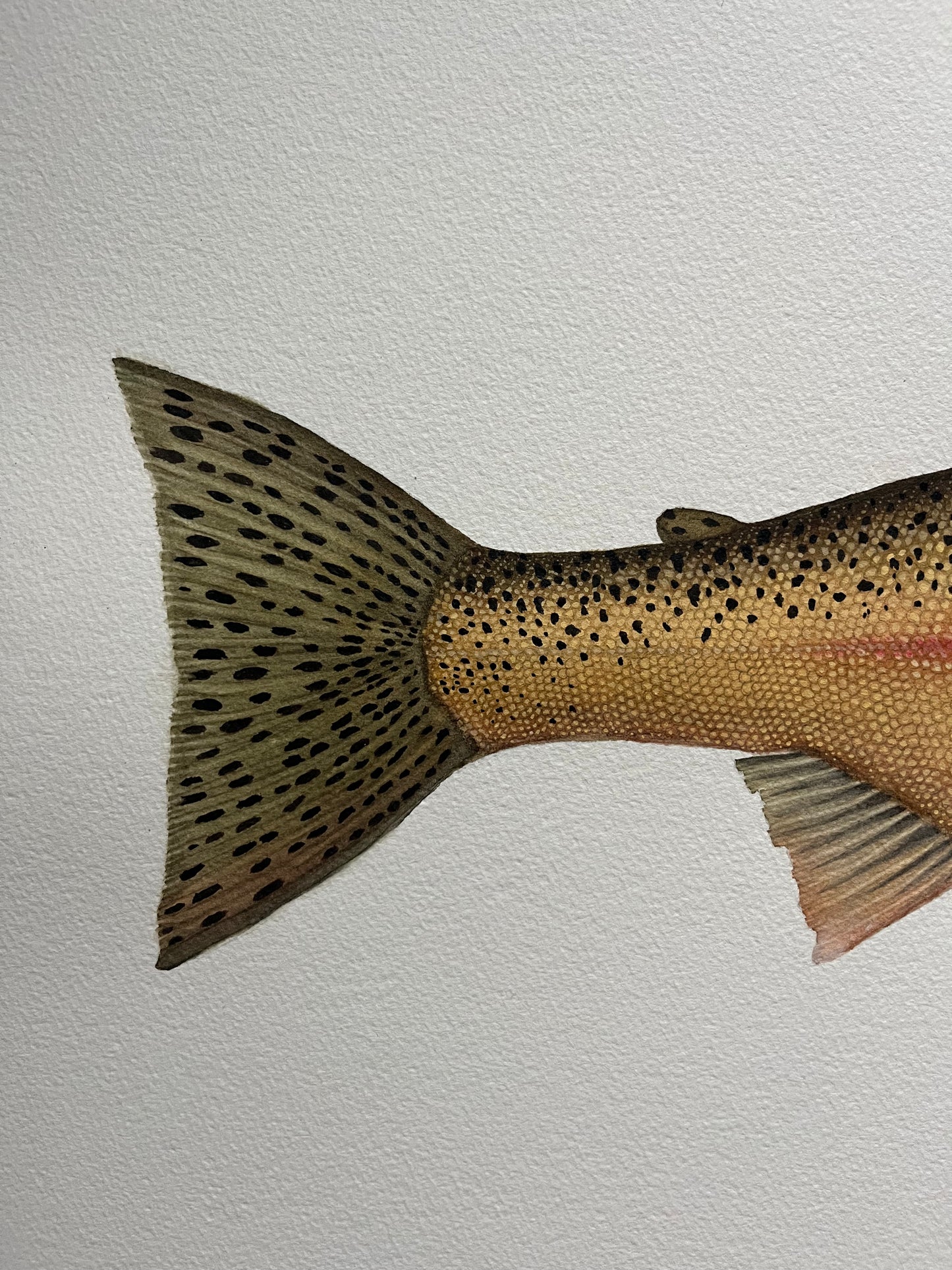 Steelhead Trout Print