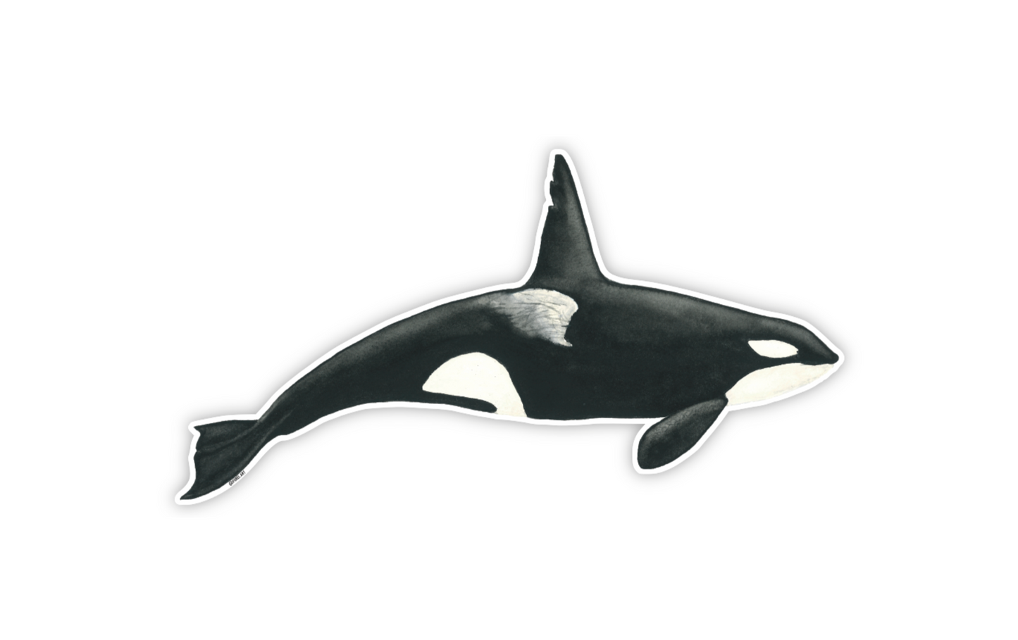 Killer Whale Sticker