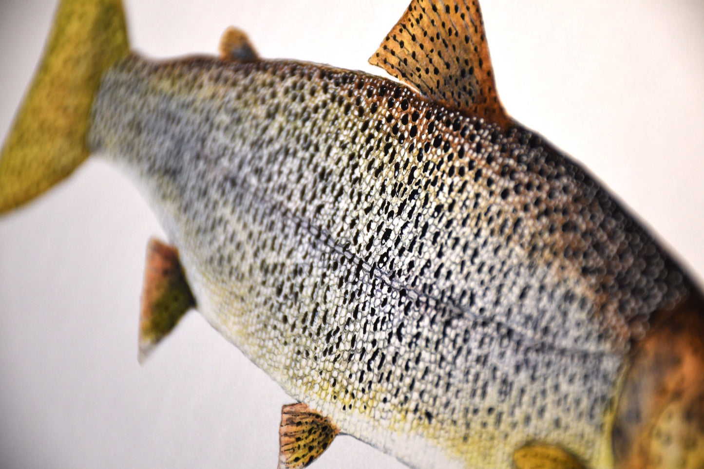 Original Cutthroat Trout