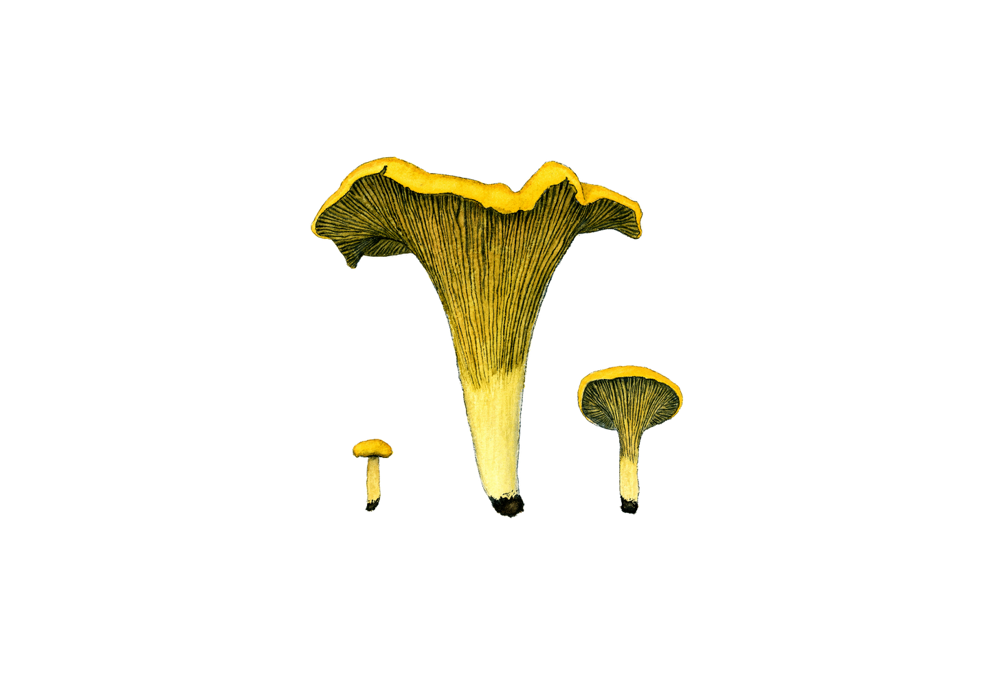 Golden Chanterelle Print