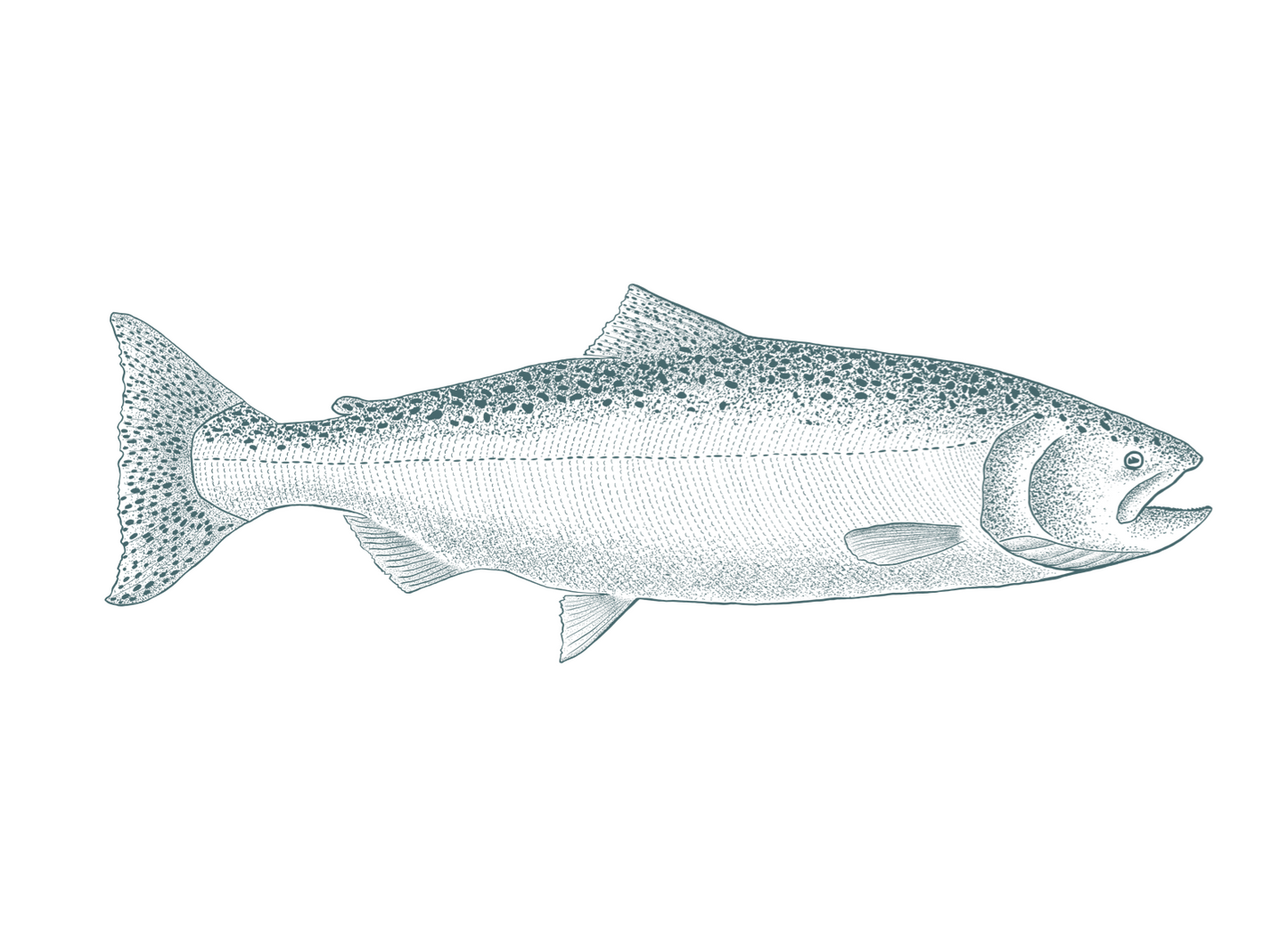 Chinook Salmon Print
