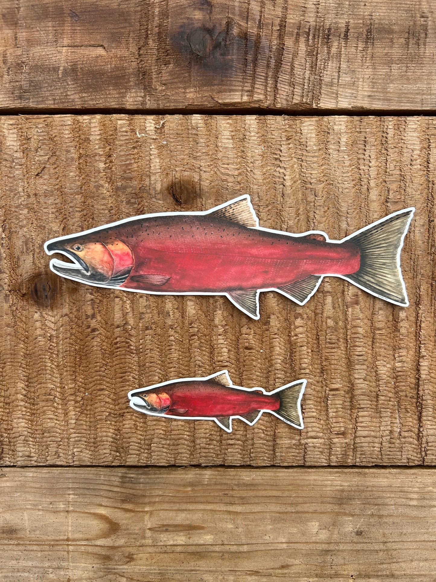 Spawning Coho Sticker