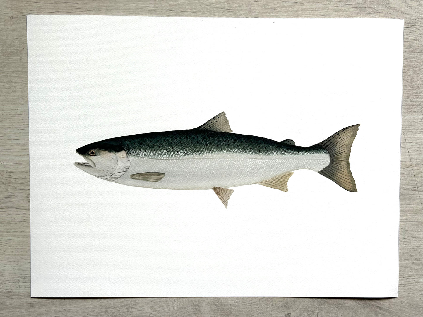 Coho Salmon