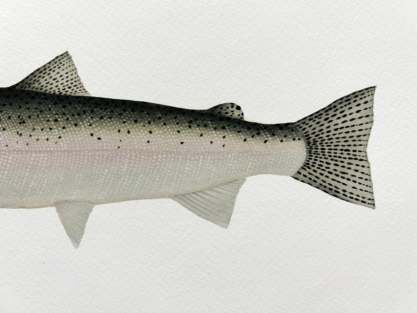 Chrome Steelhead
