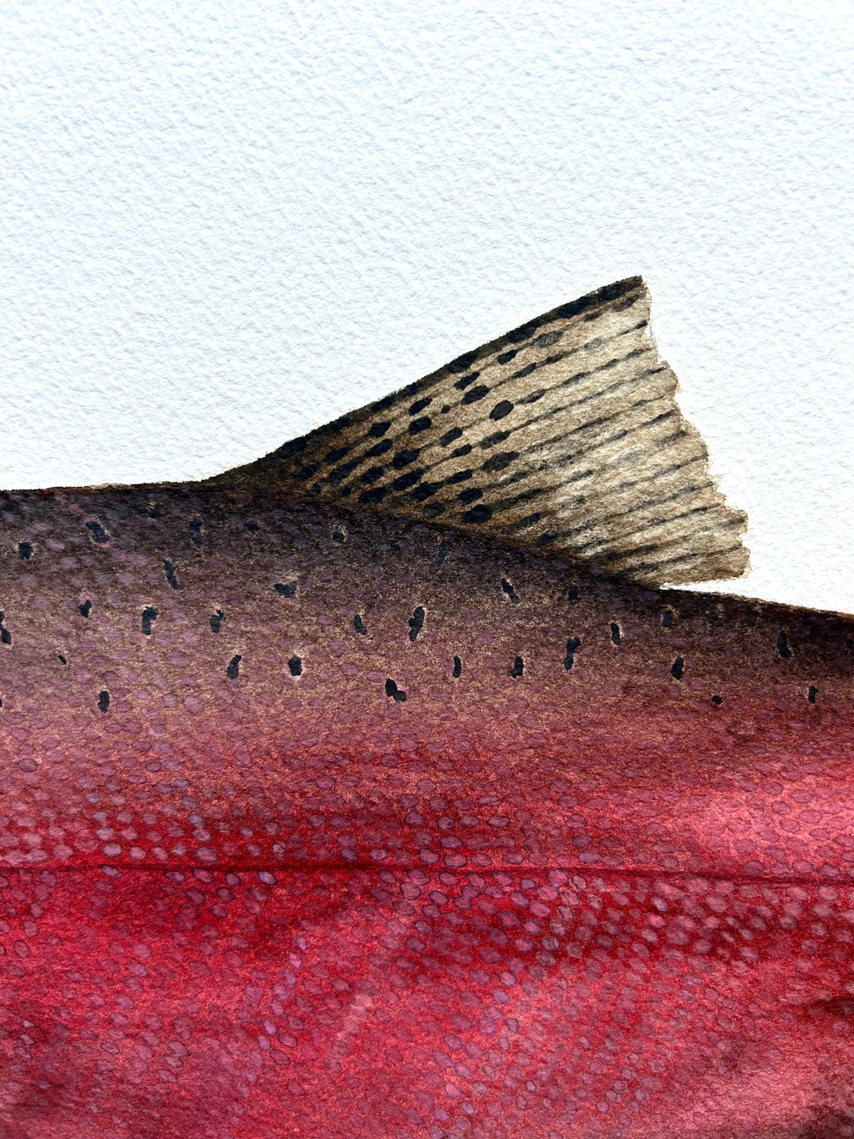 Original Spawning Coho Salmon painting  22”x30”  watercolour x gouache
