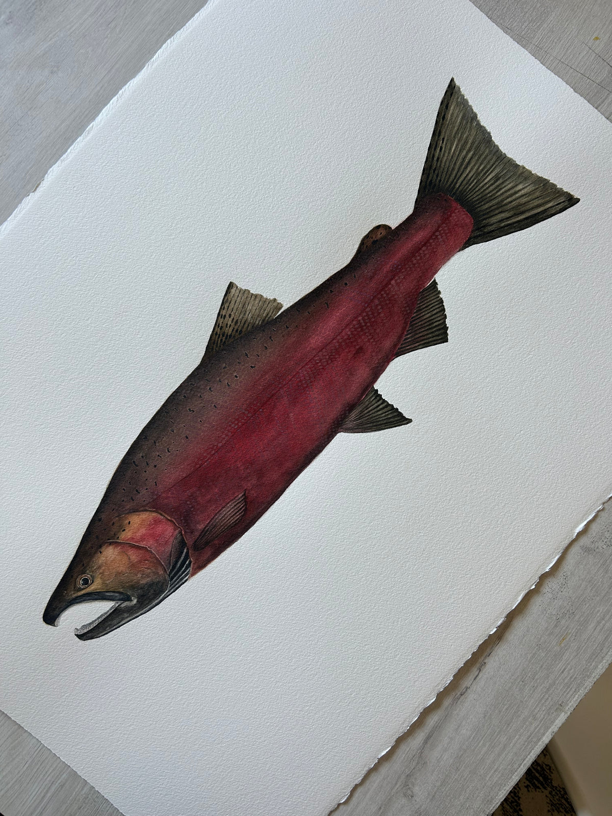 Original Spawning Coho Salmon painting  22”x30”  watercolour x gouache