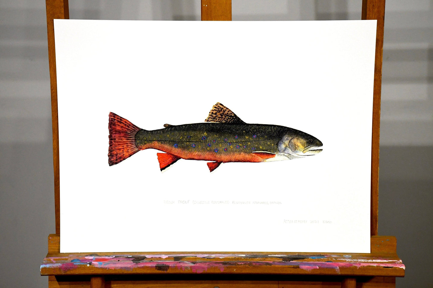 Brook Trout Print