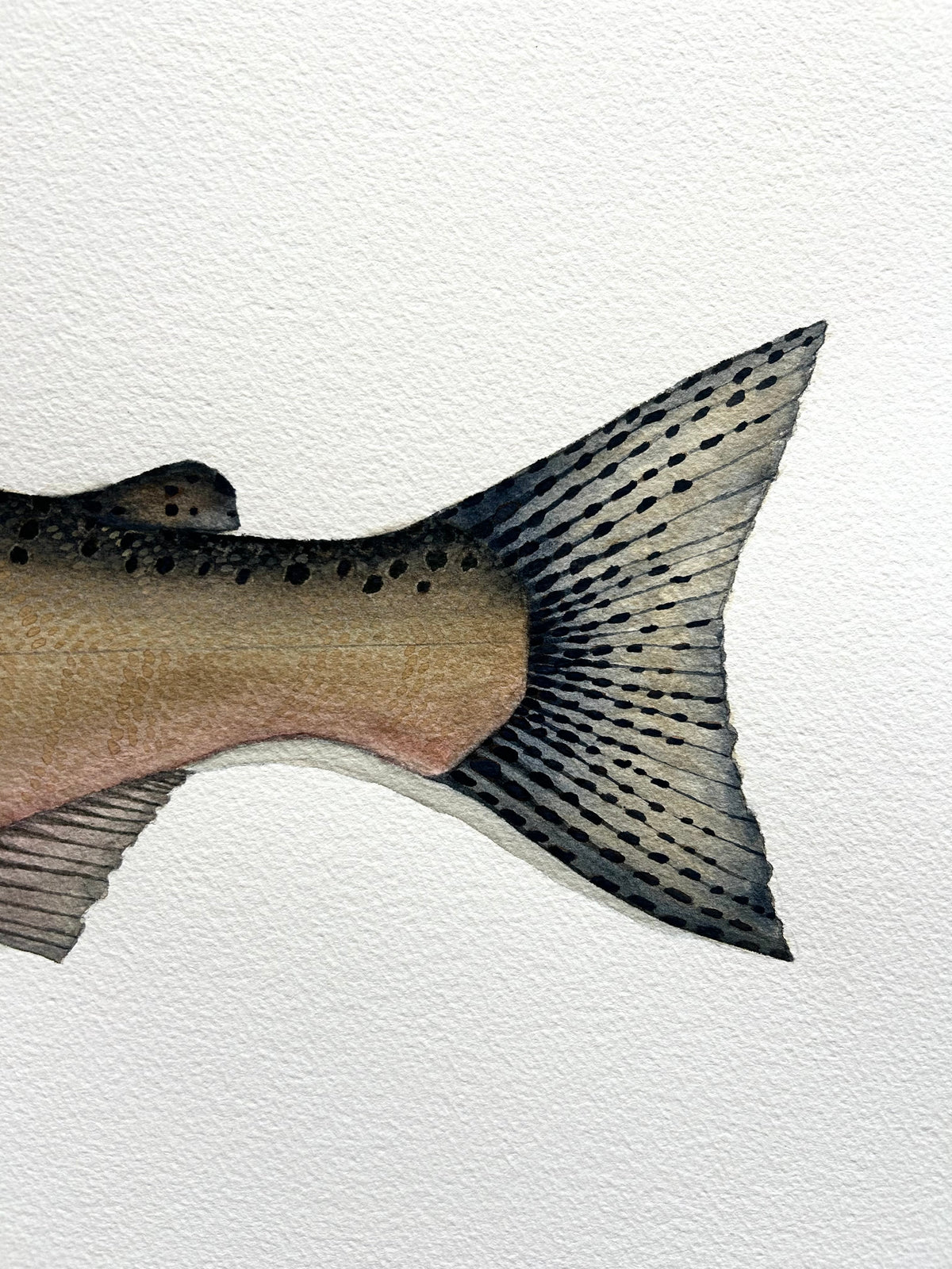 Original Chinook Salmon painting  22”x30”  watercolour x gouache