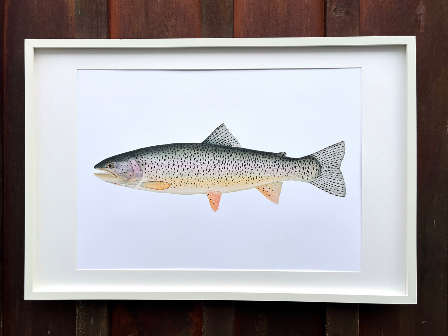 Coastal Cutthroat Trout Print X Coastal Cutthroat Coalition