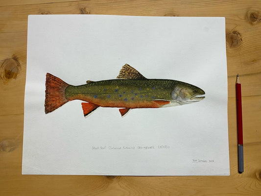 Original Brook Trout