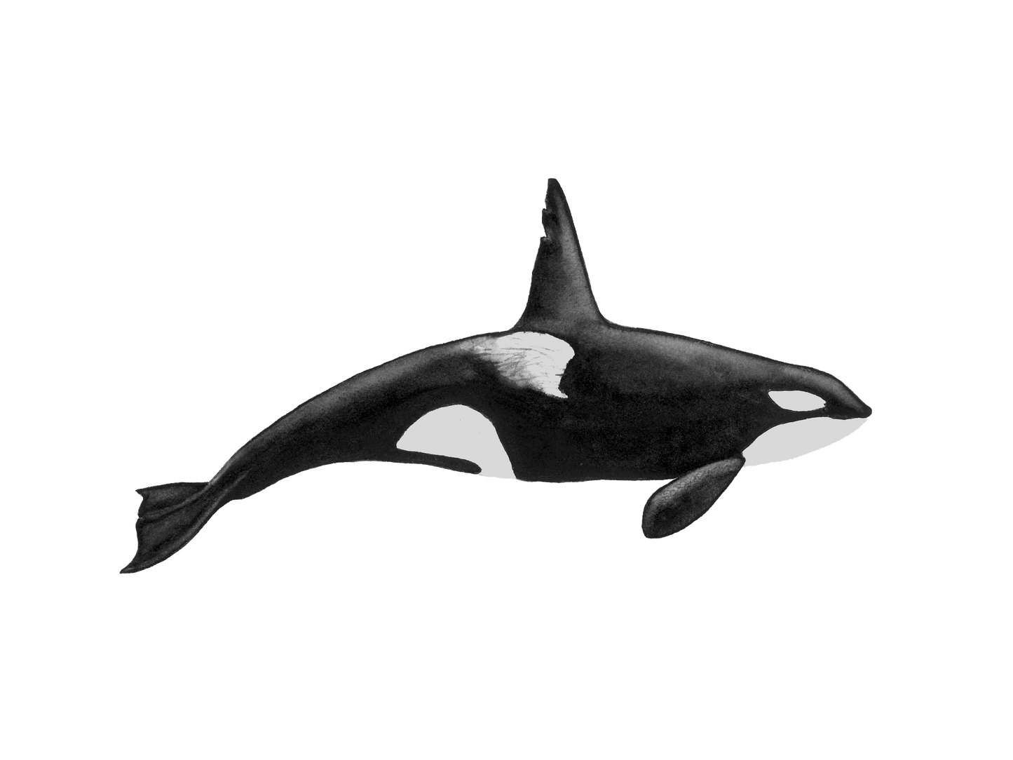 Orca Whale T063 "Chainsaw" Print