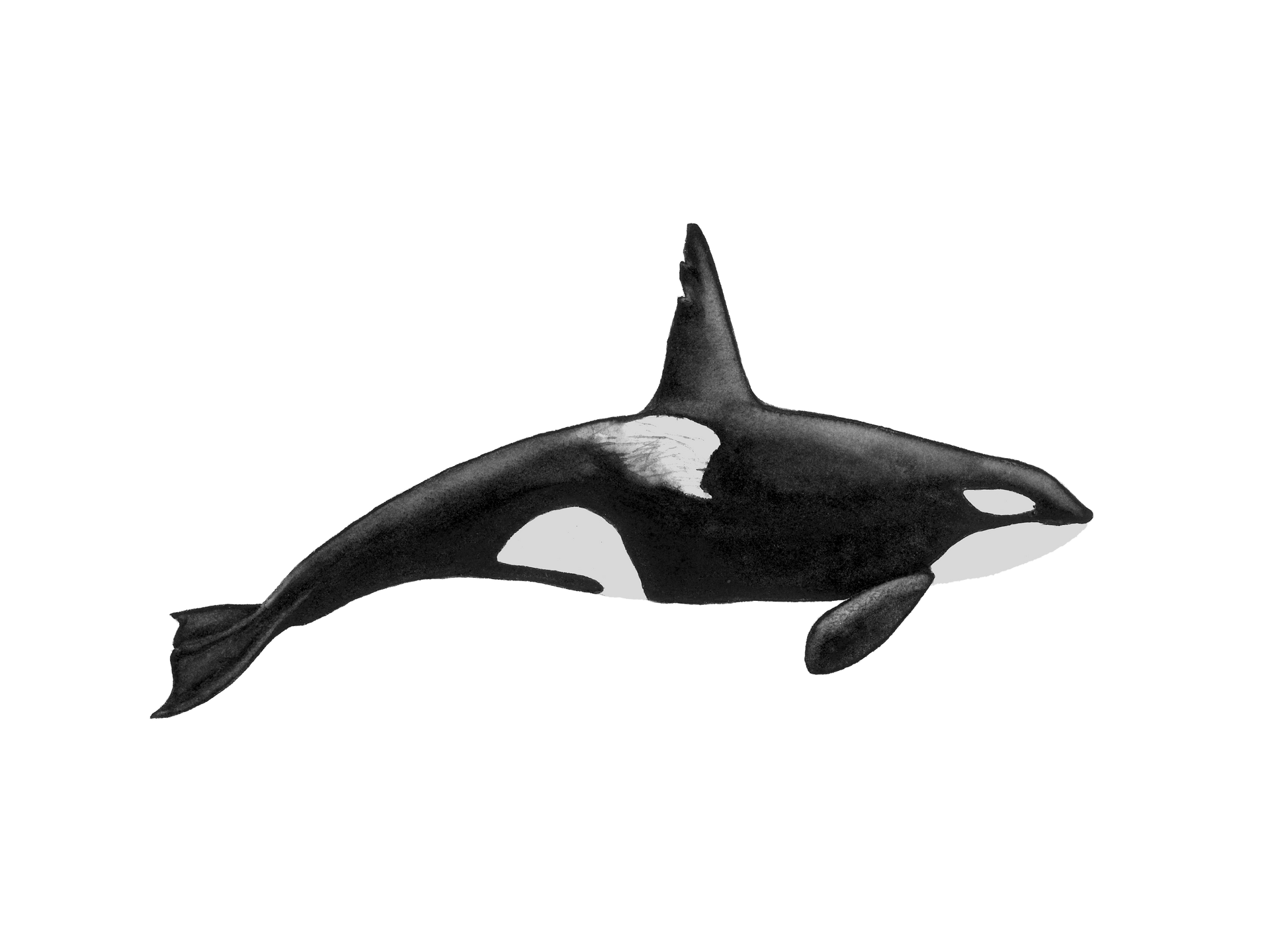 Orca Whale T063 