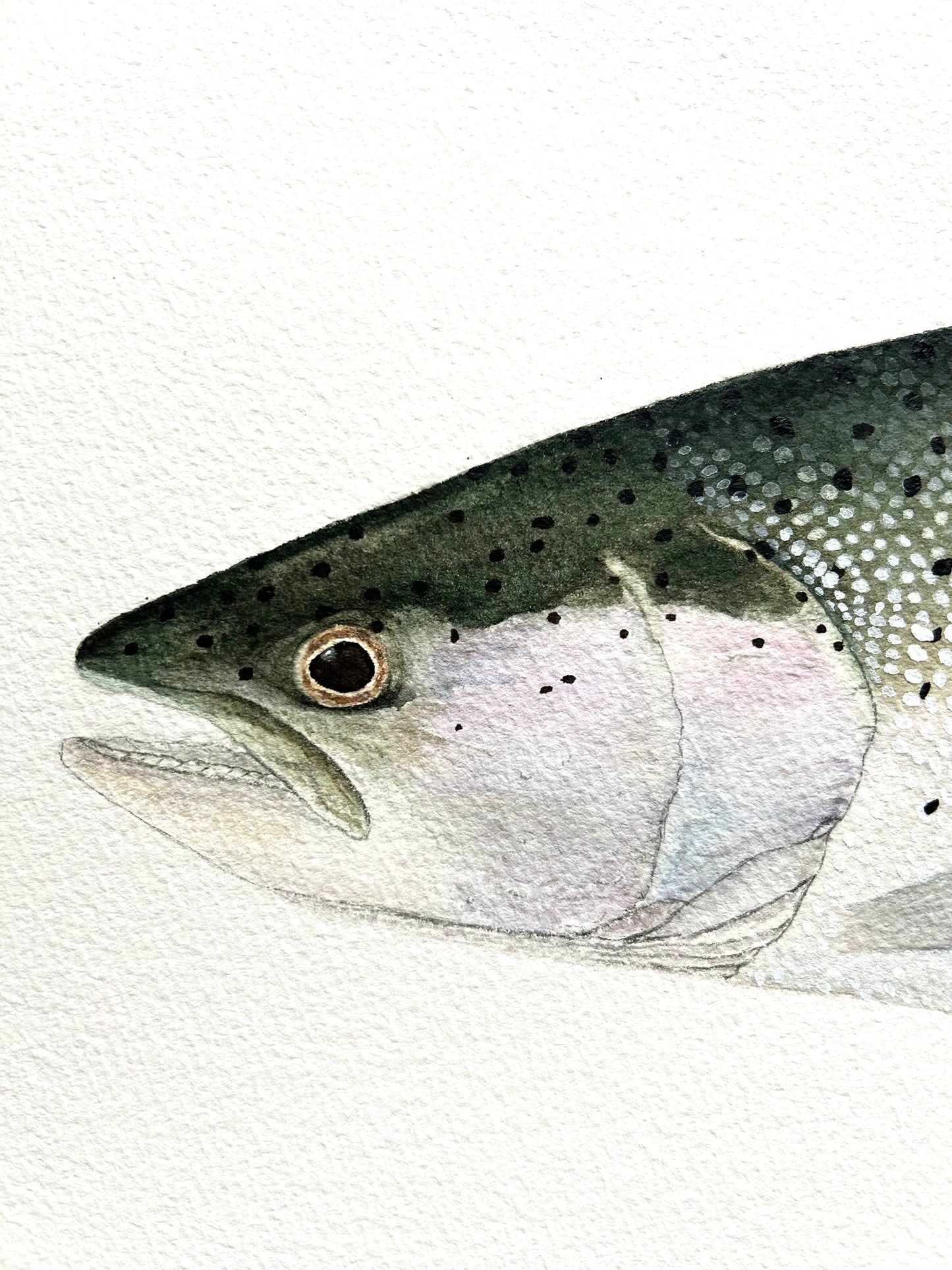 Original chrome Steelhead painting  22”x30”  watercolour x gouache
