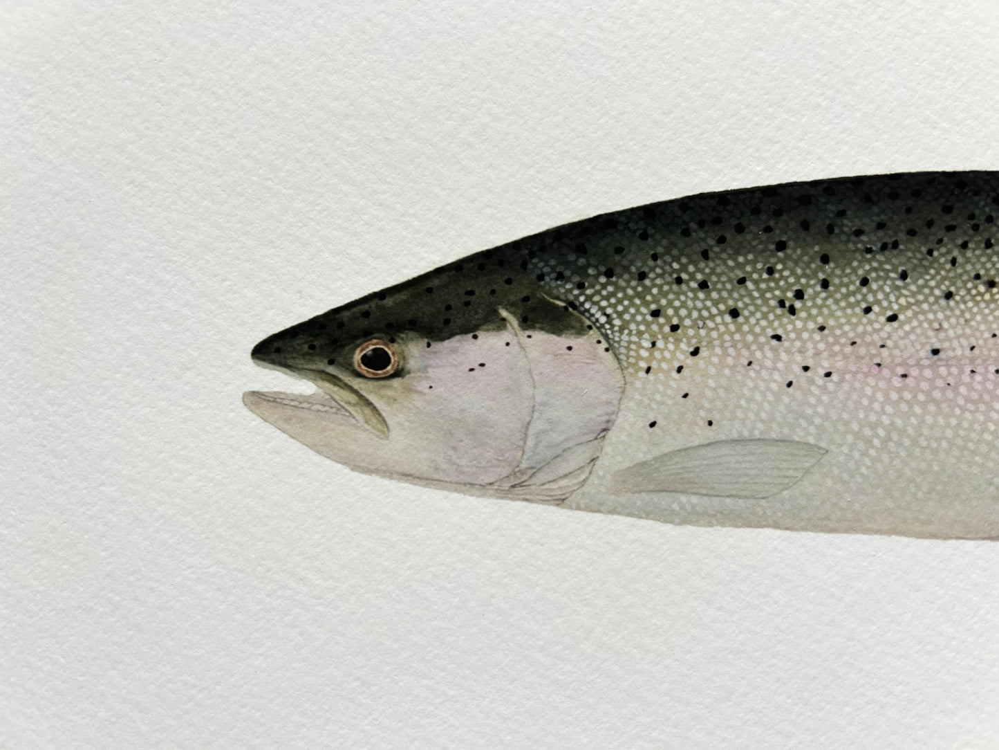 Chrome Steelhead